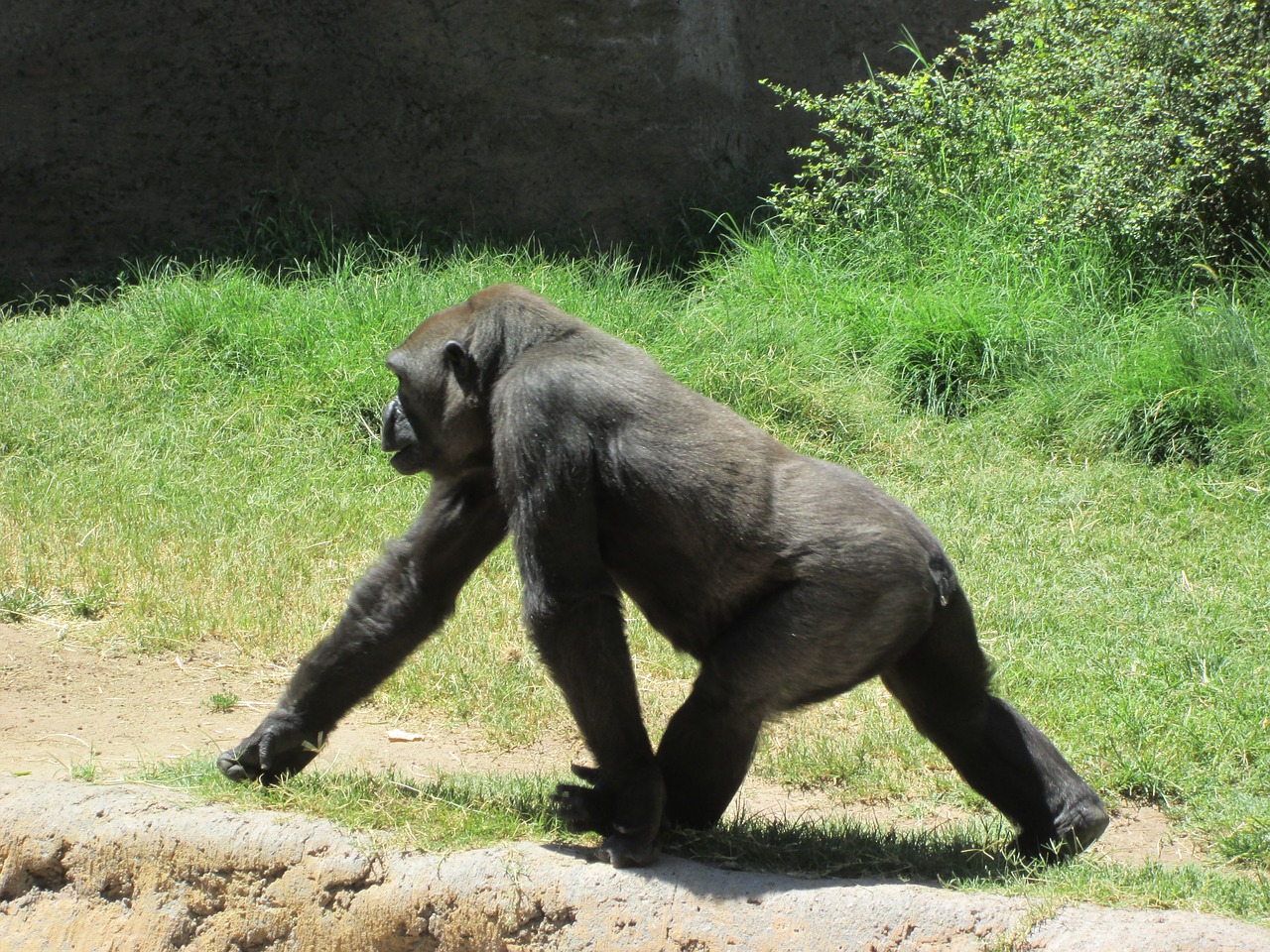 gorilla animal wild free photo