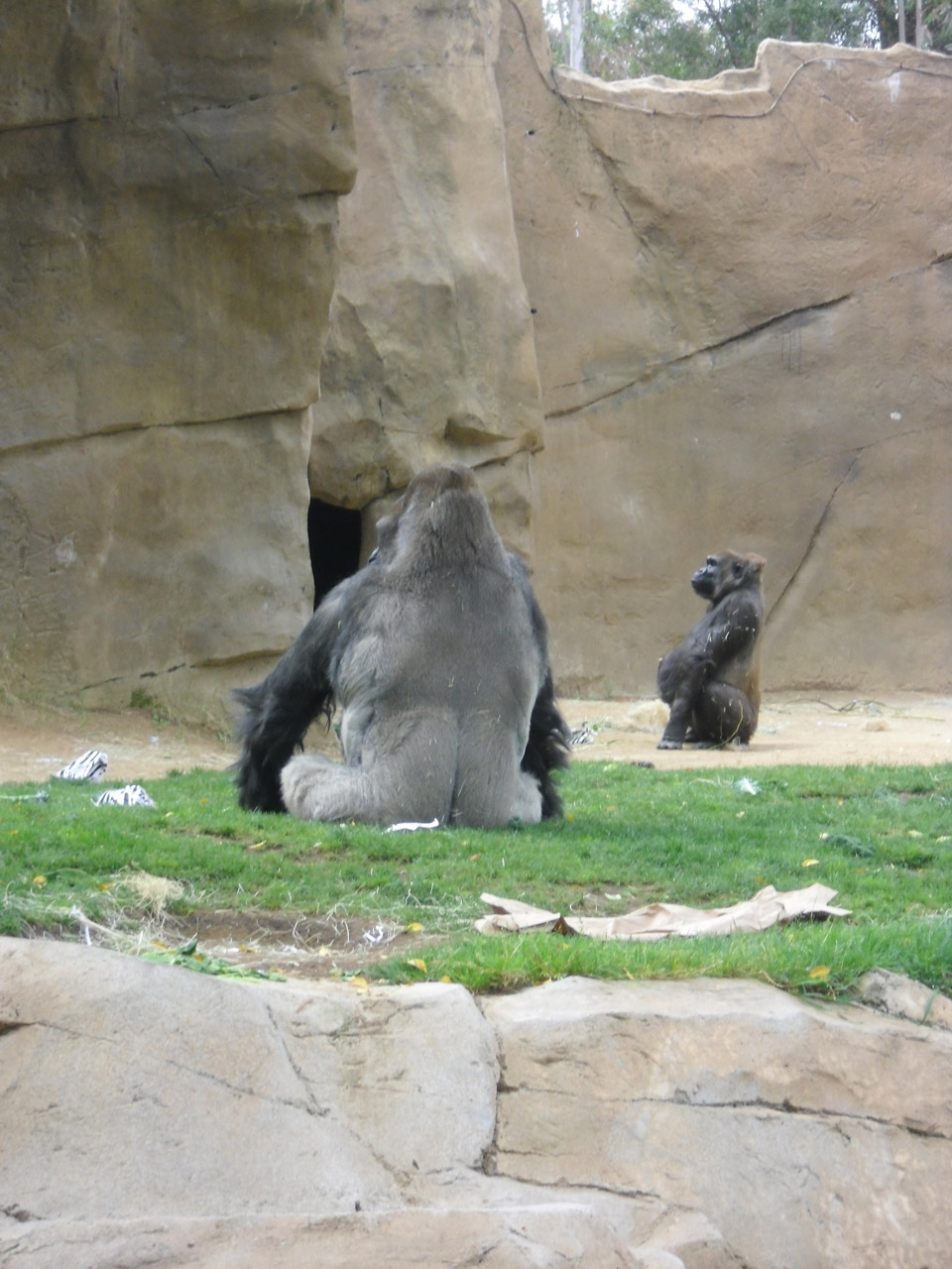 gorilla backside zoo free photo