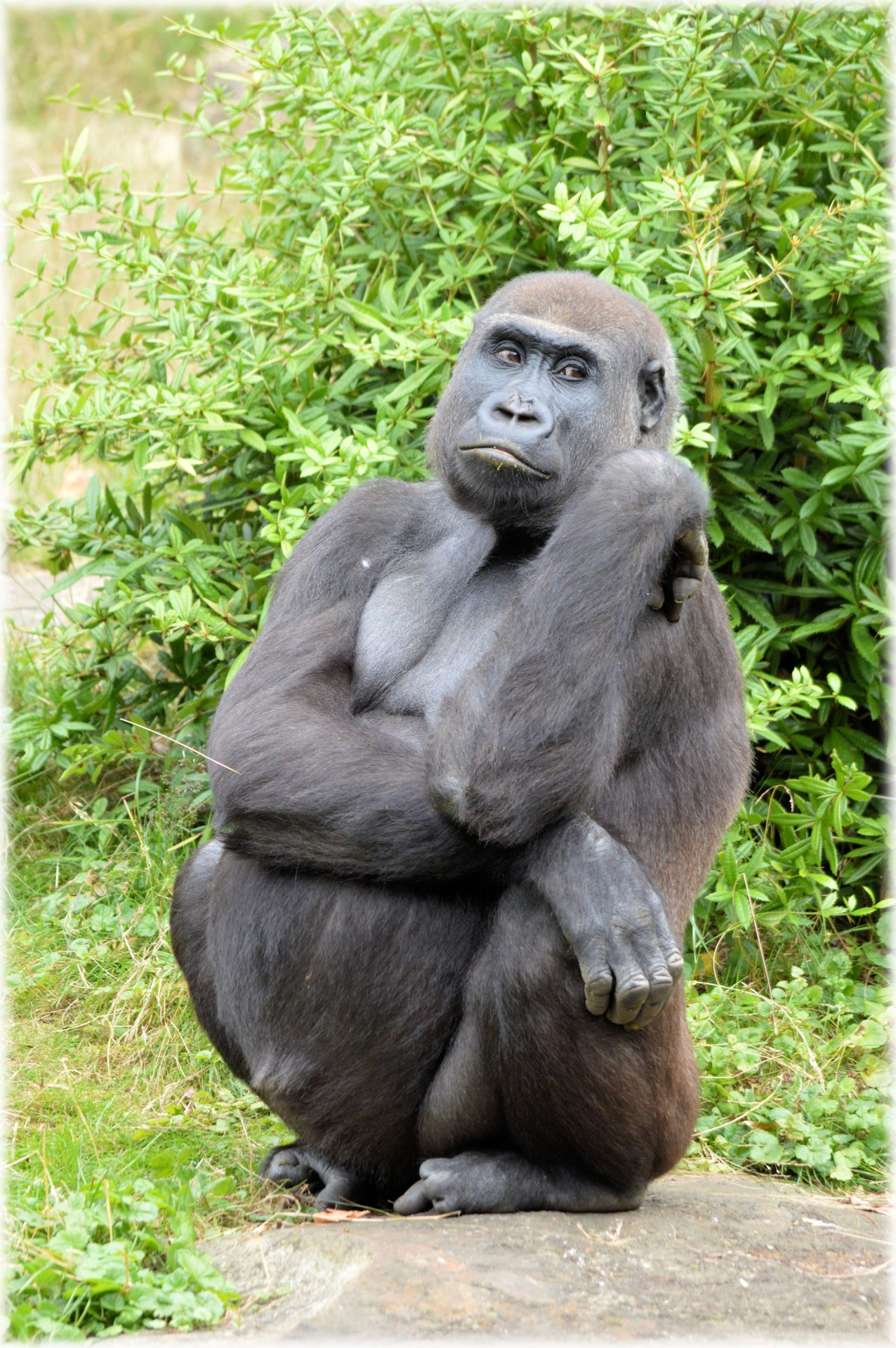 gorilla zoo series free photo