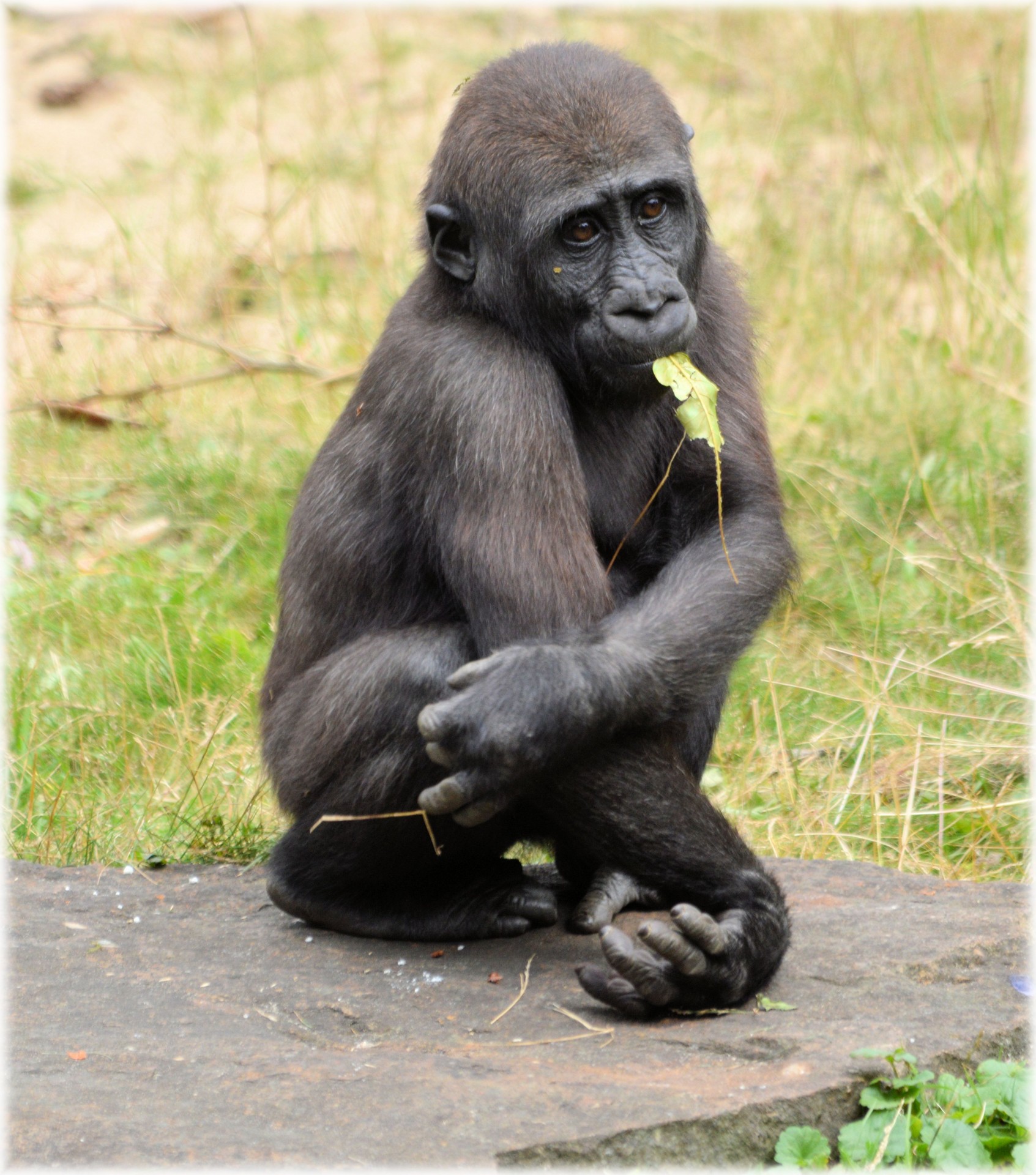 gorilla zoo series free photo