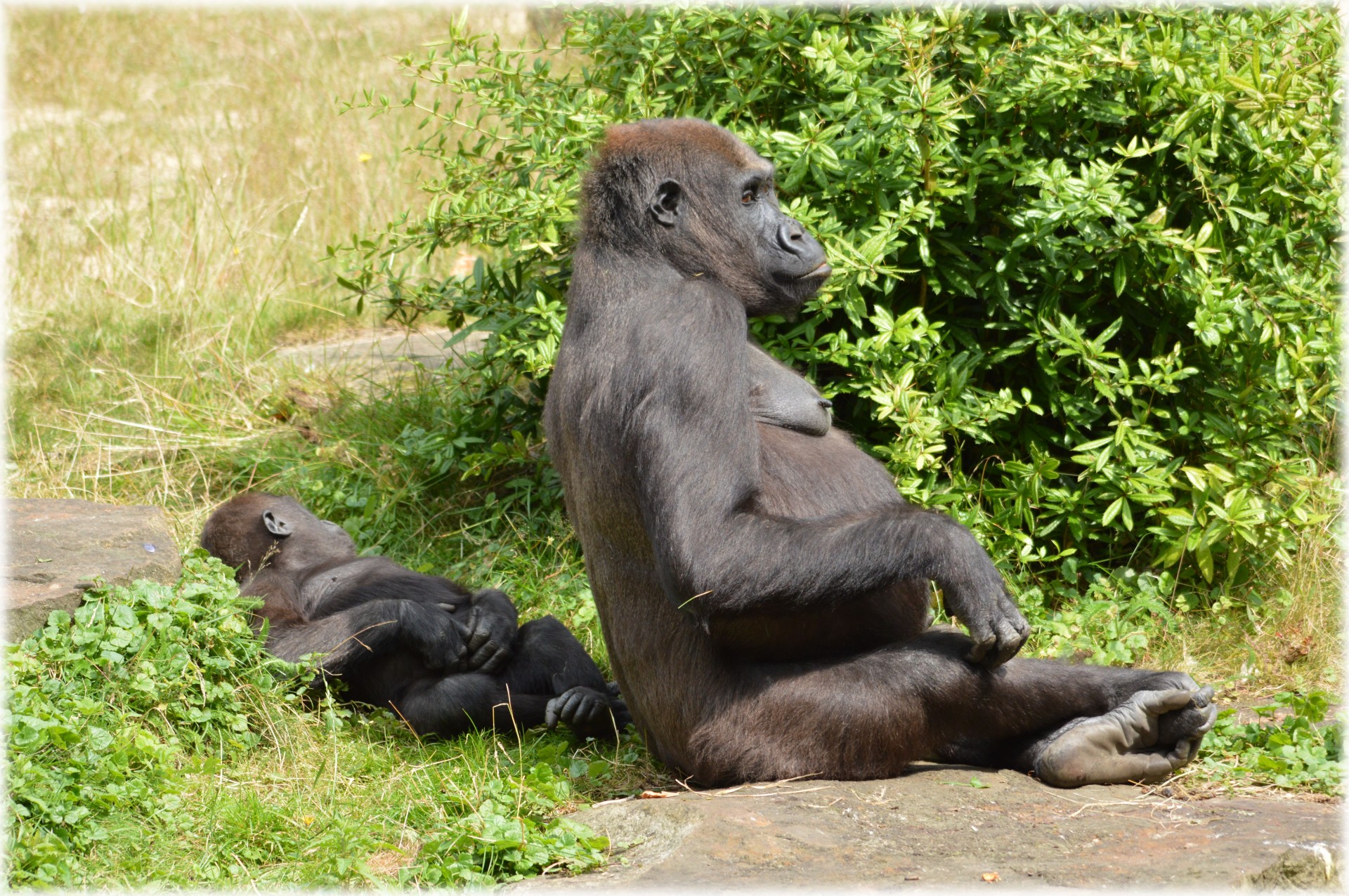 gorilla zoo series free photo