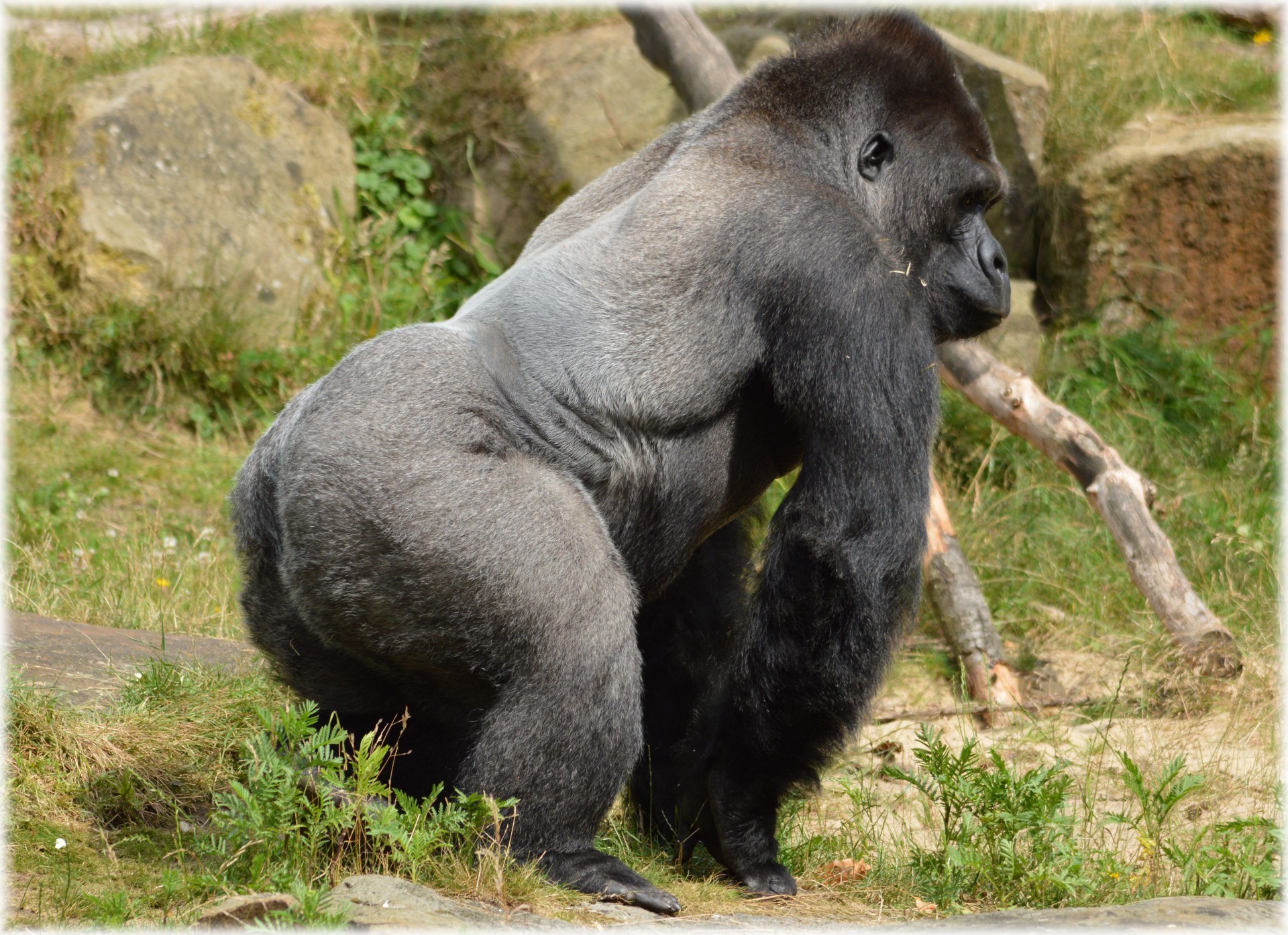 gorilla zoo series free photo