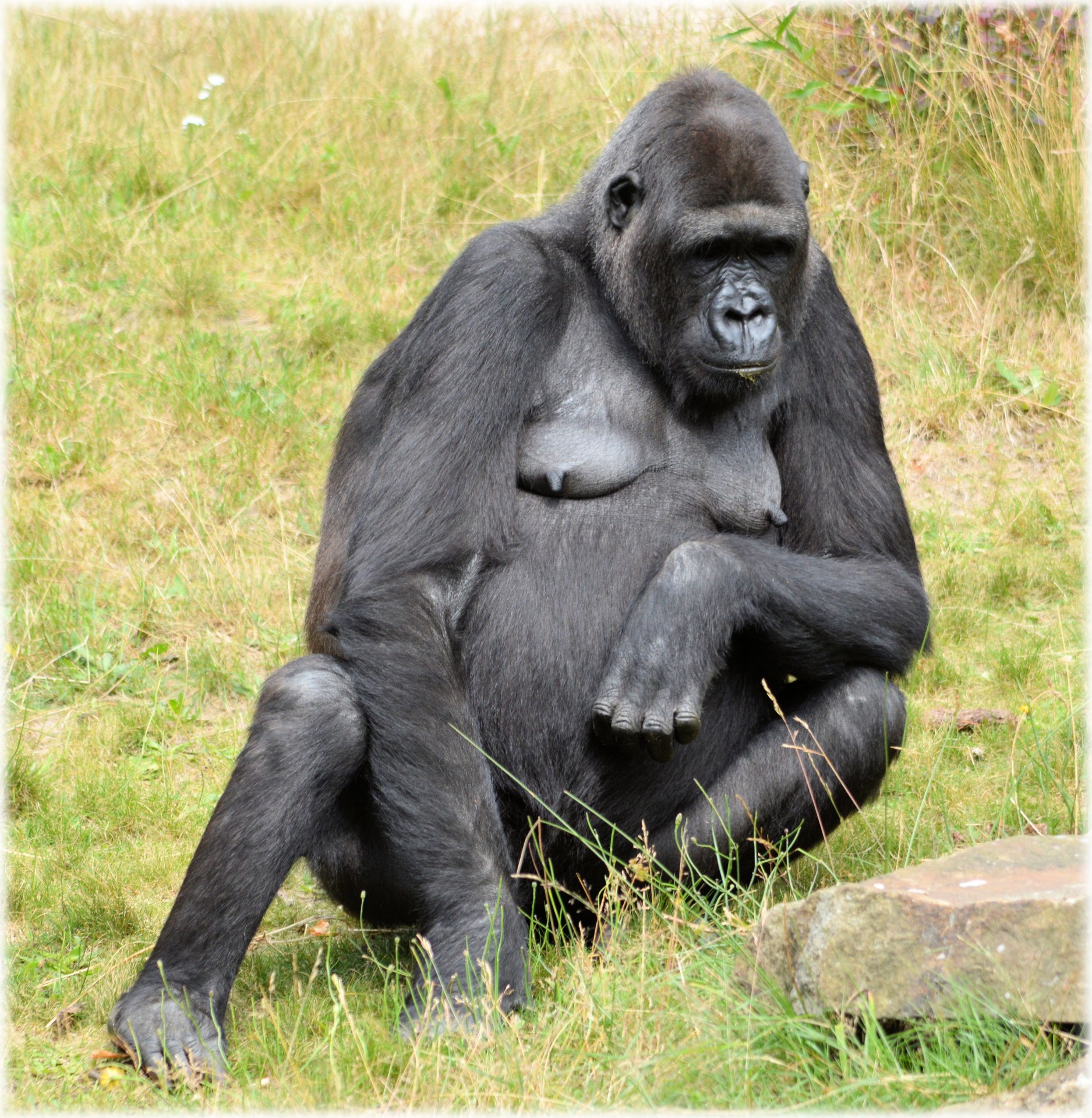 gorilla zoo series free photo