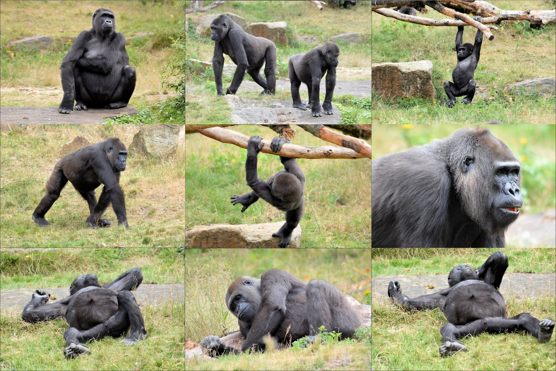 ape monkey gorilla free photo
