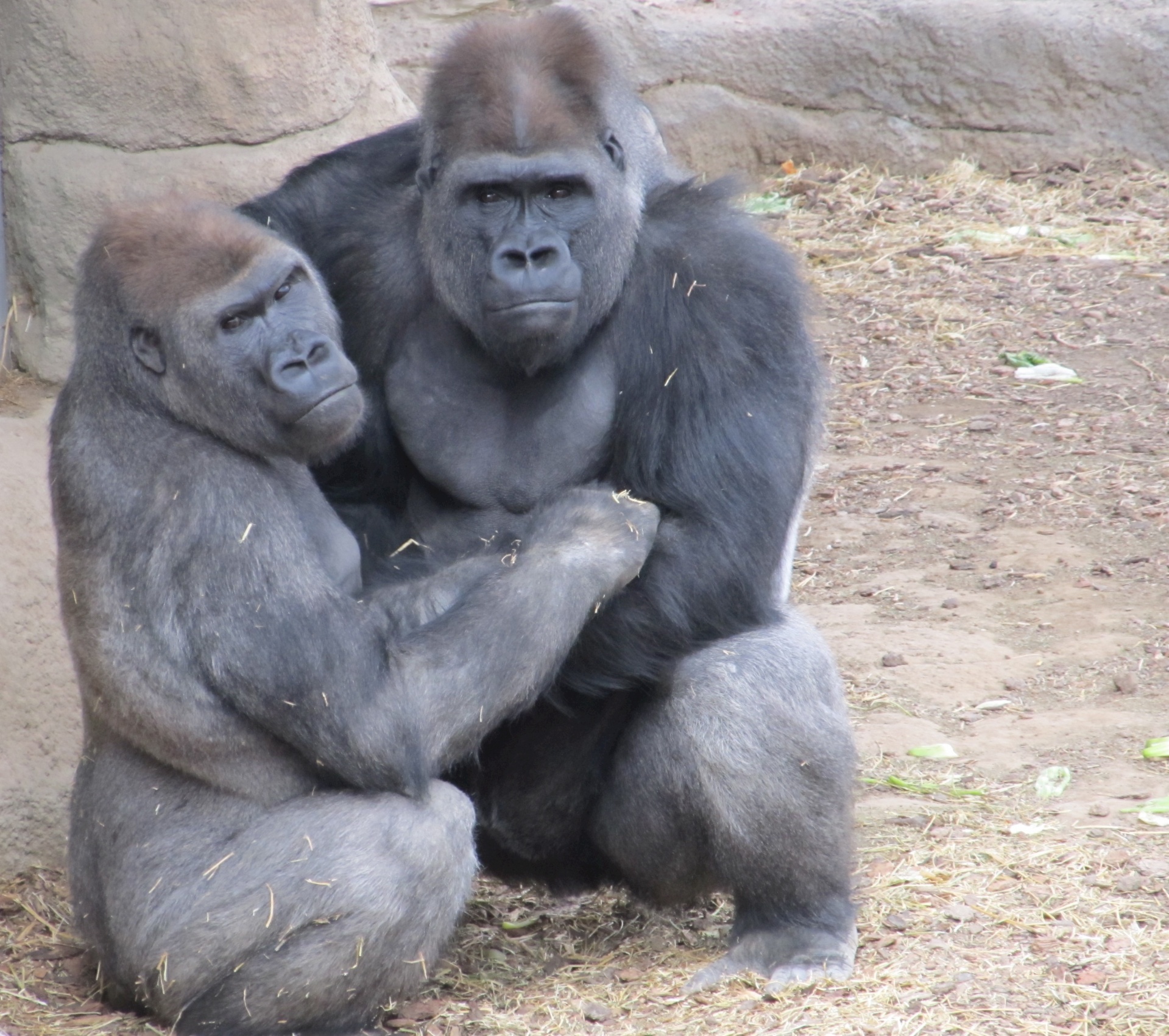 gorillas male female free photo