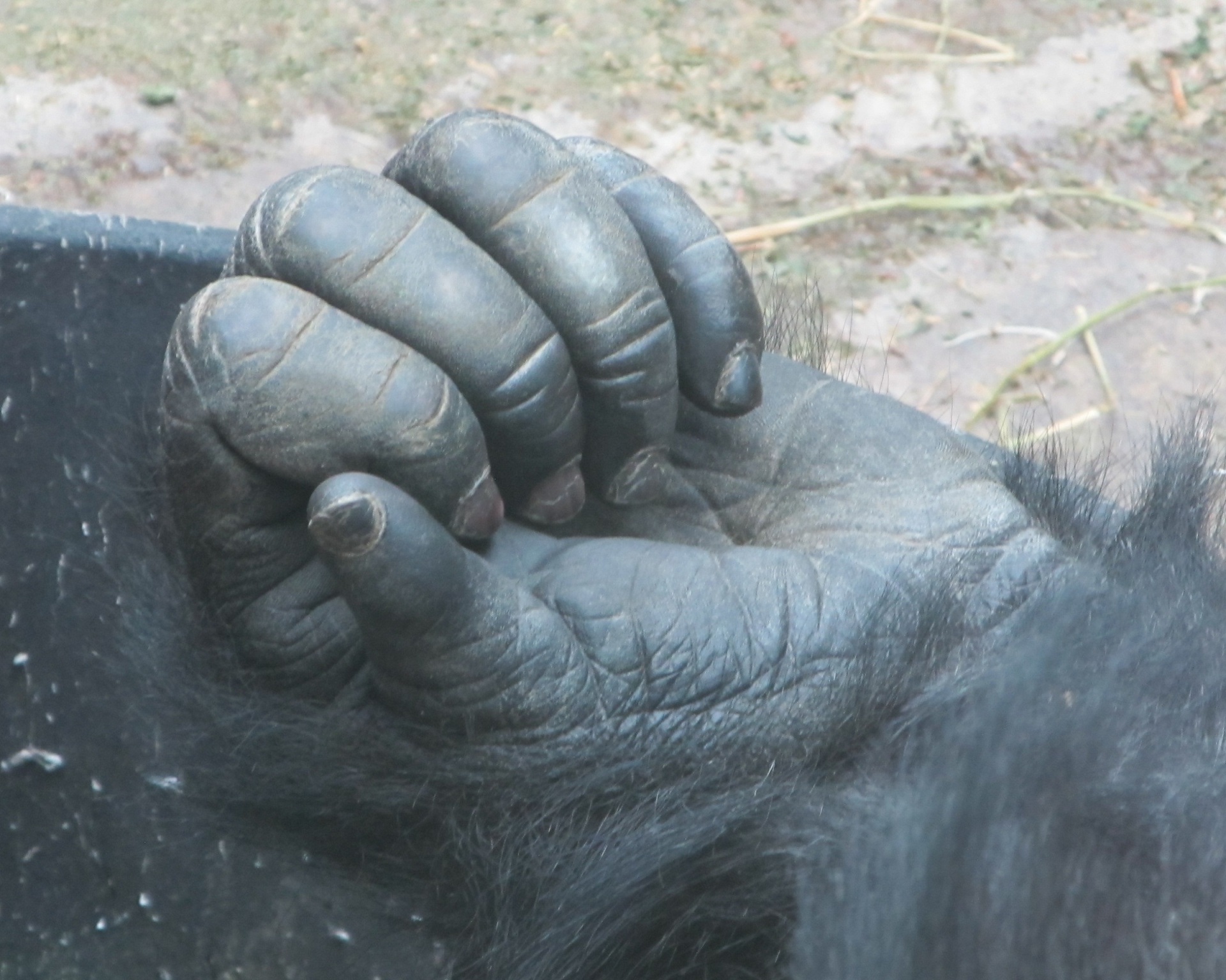 Gorilla,hand,fingers,palm,wildlife - free image from needpix.com