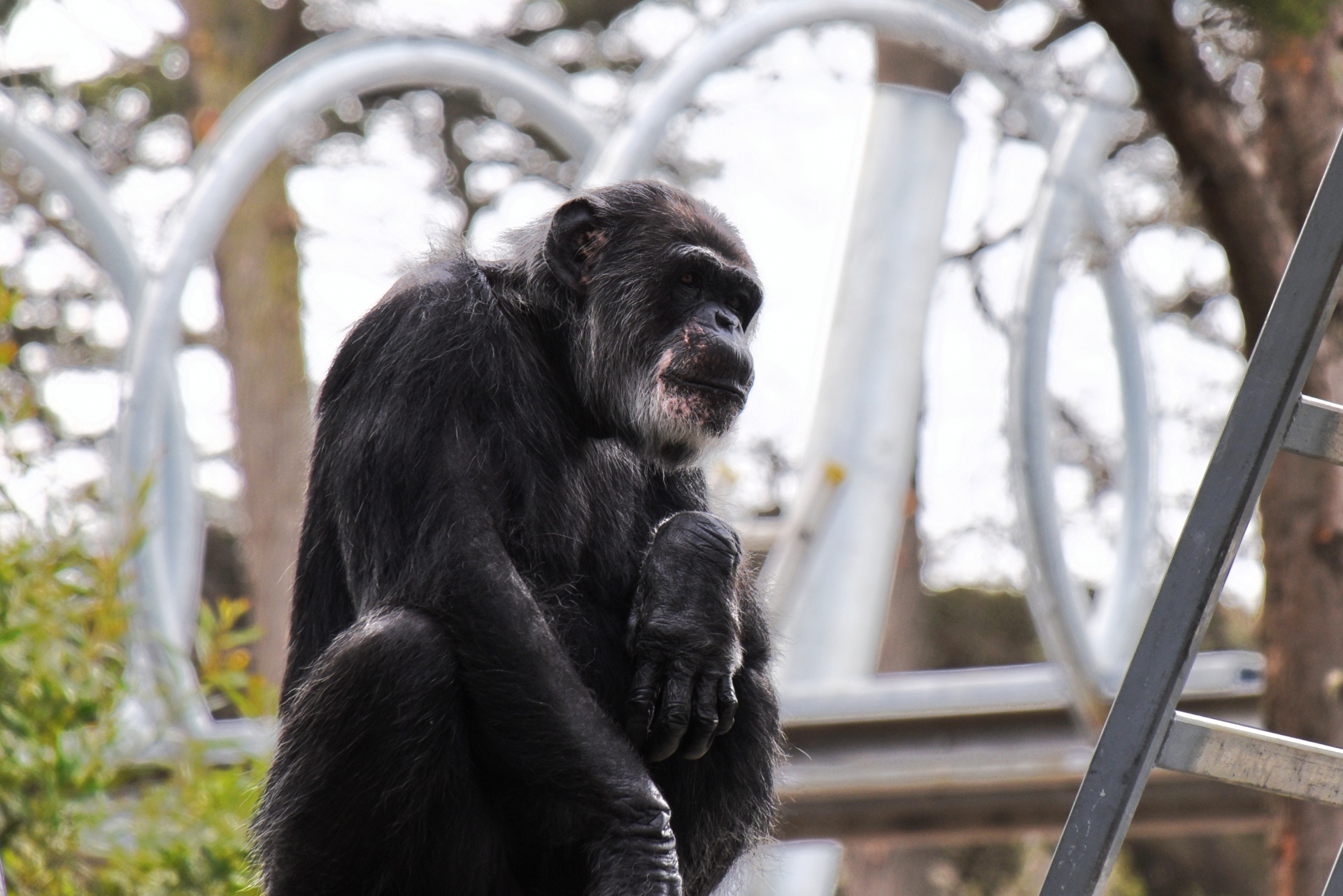 gorilla open cage captivity free photo