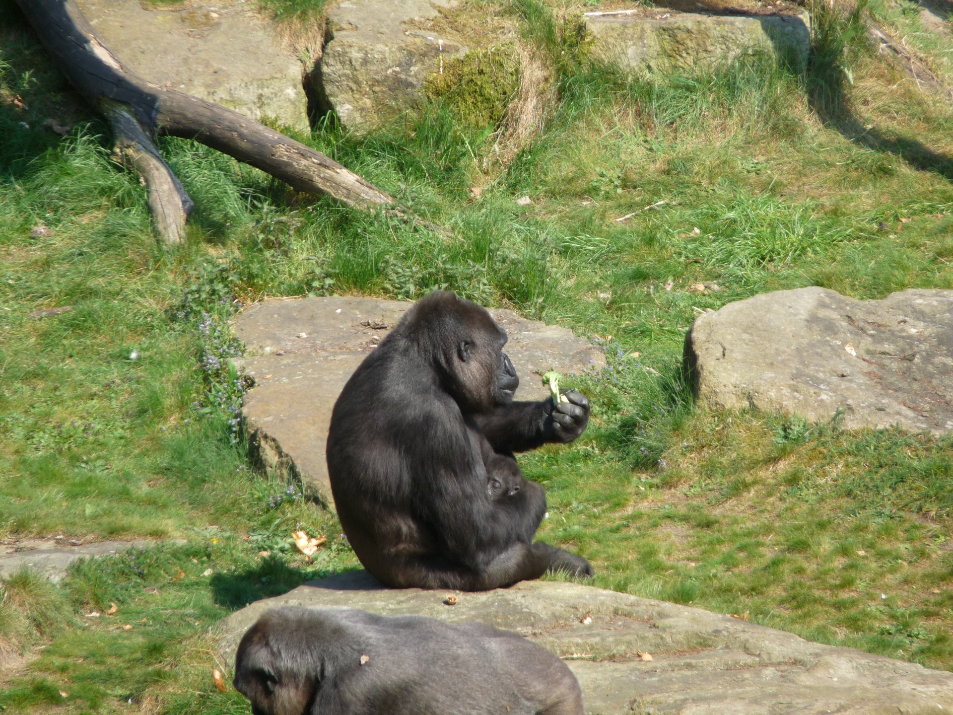 gorilla ape monkey free photo
