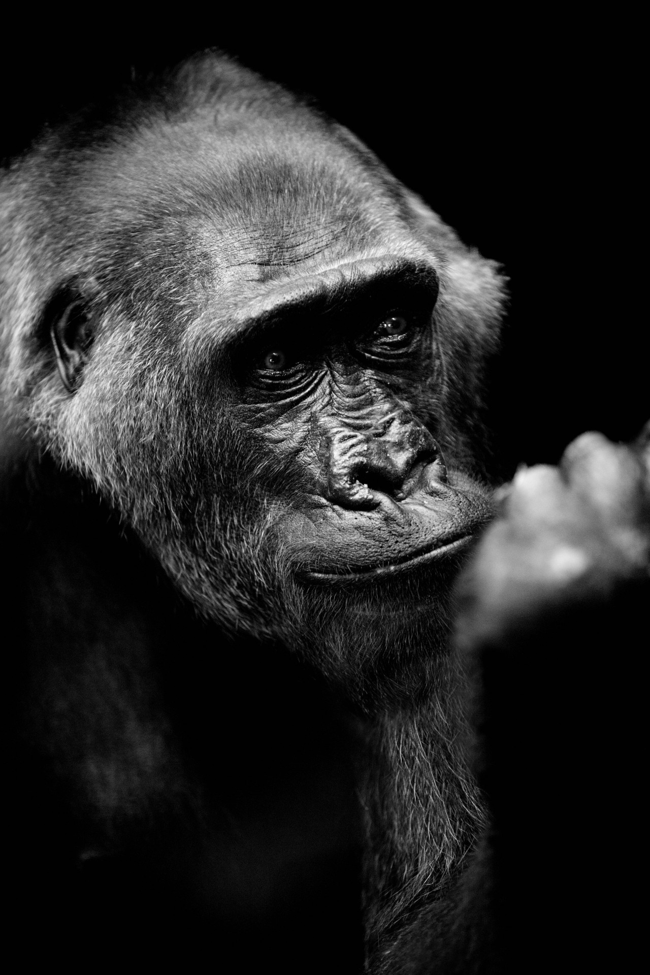 africa animal ape free photo