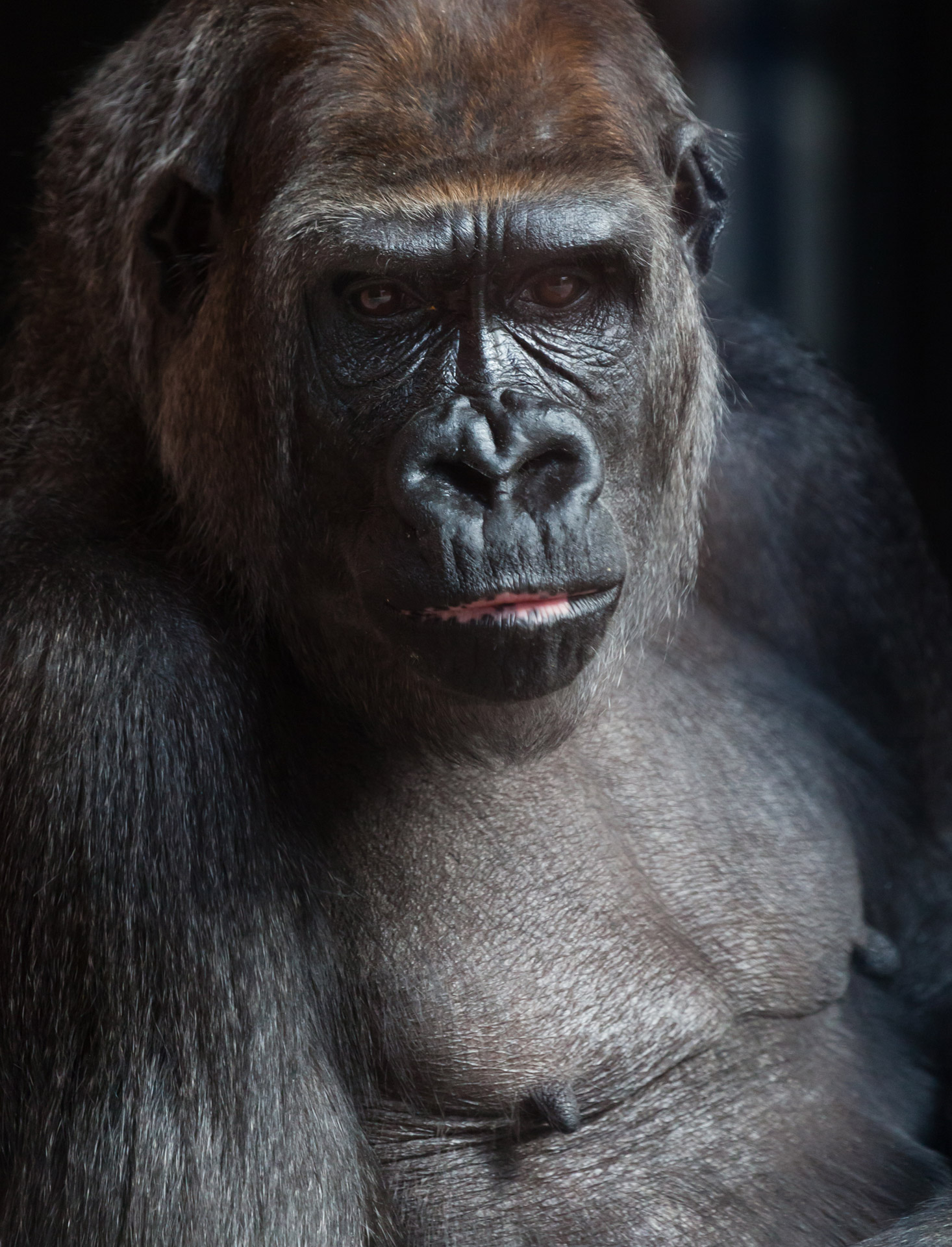 africa animal ape free photo