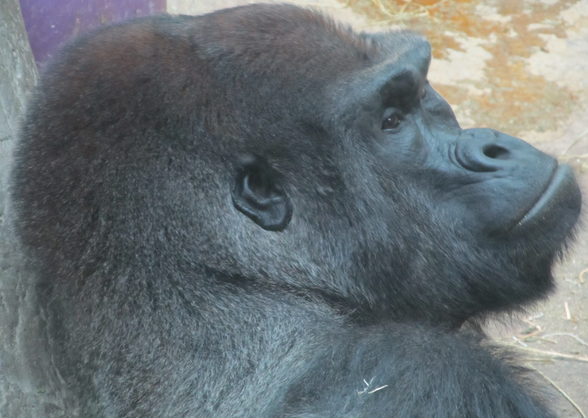 gorilla close up head free photo