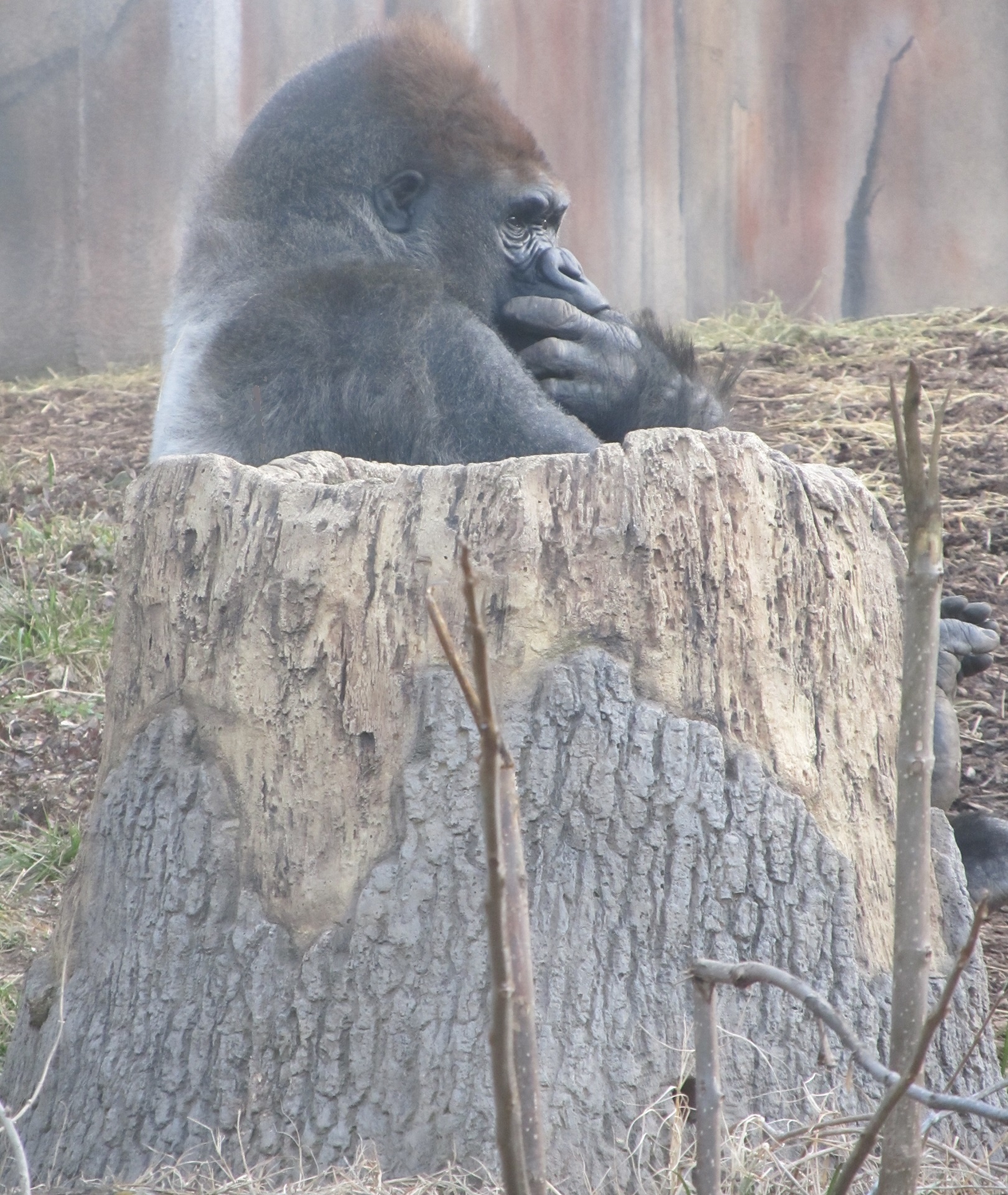 gorilla mammal animal free photo