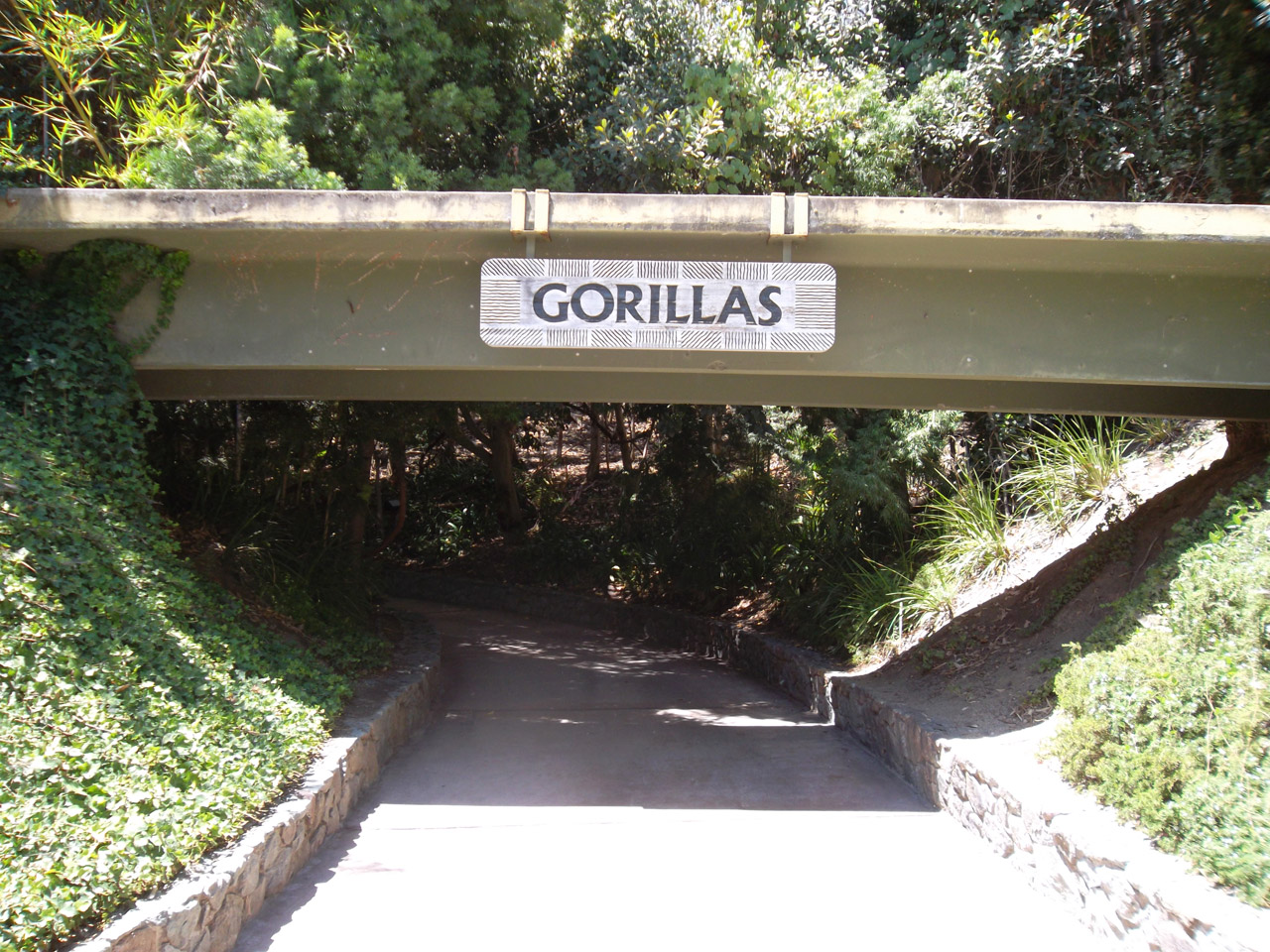 gorilla sign path free photo