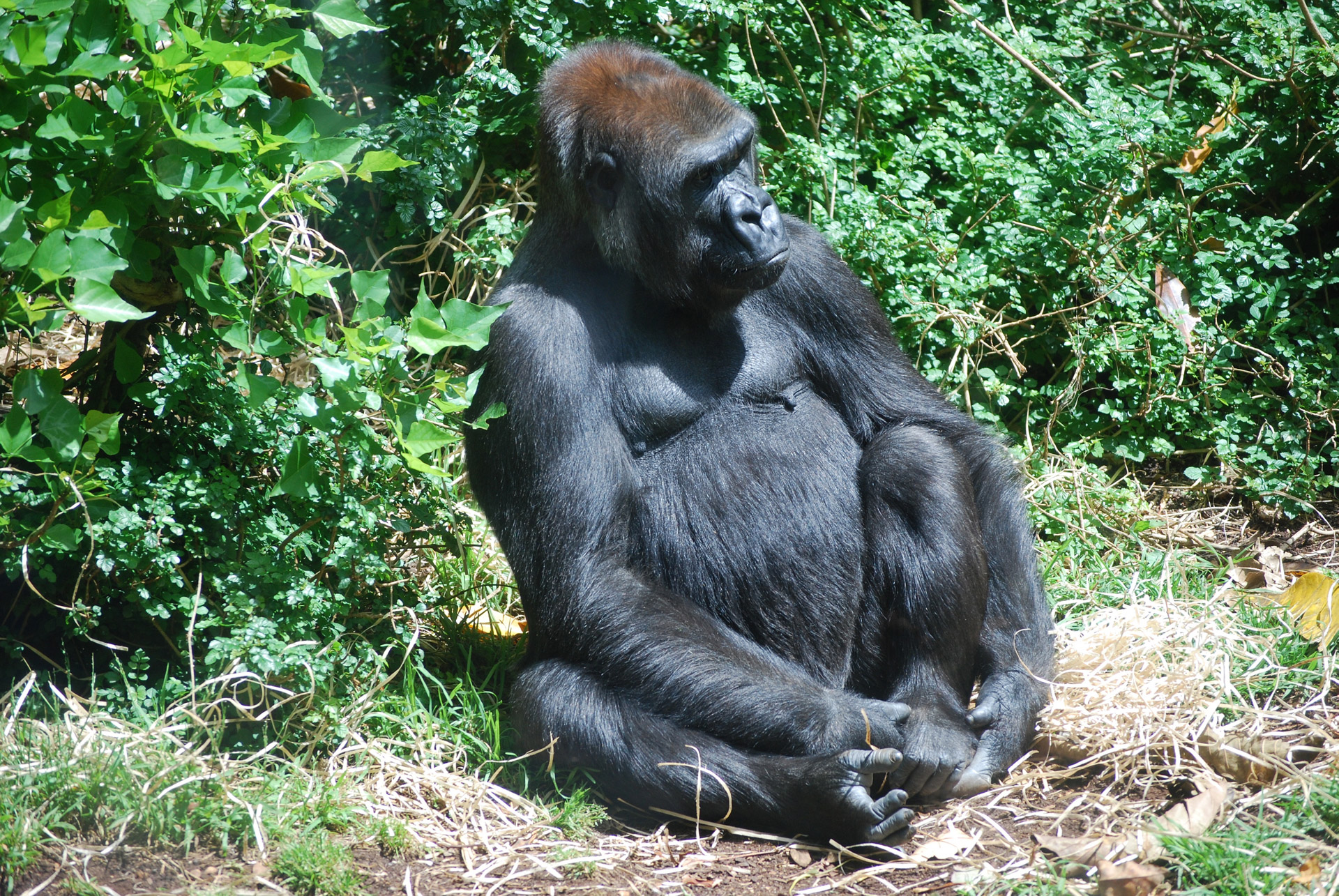 gorilla werribee park australia free photo