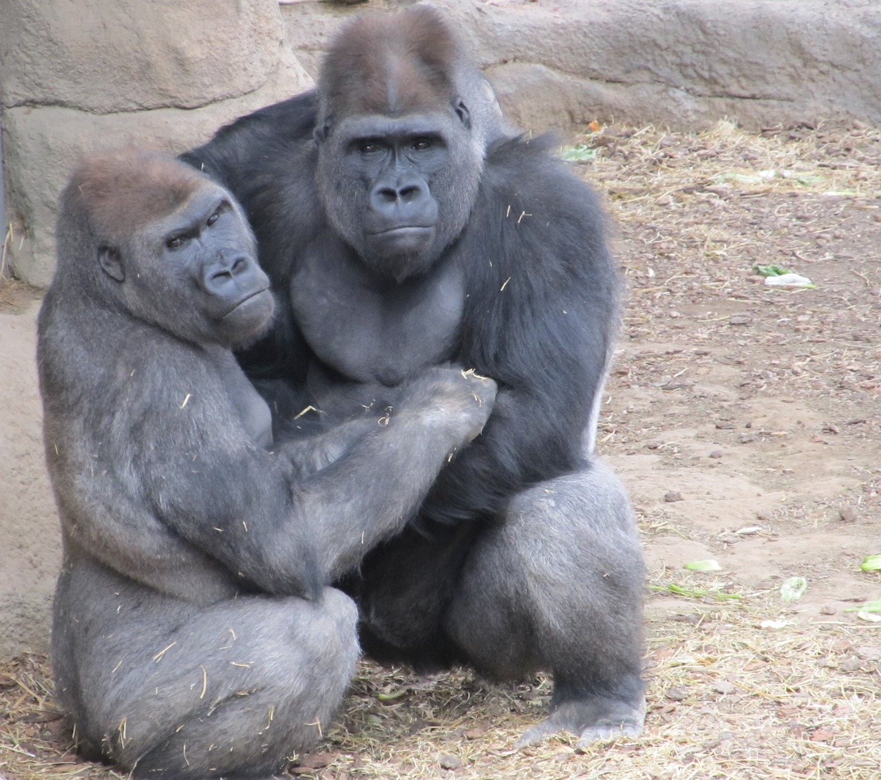 gorillas primates apes free photo