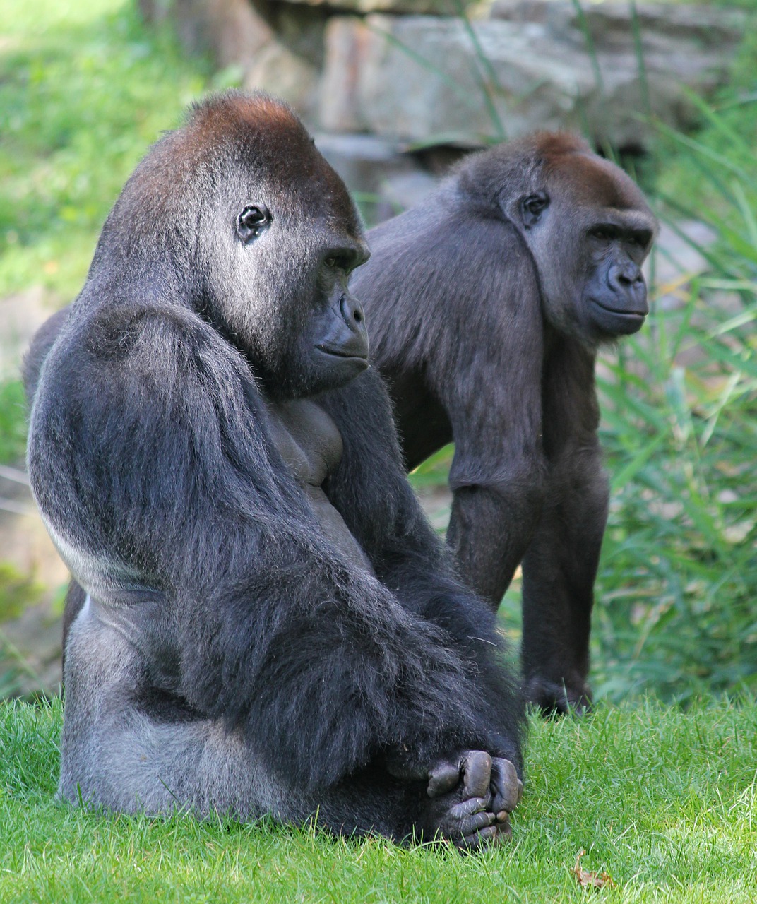 gorillas  couple  primates free photo