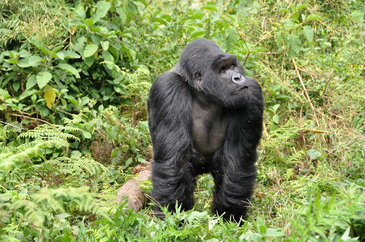 gorillas silverback ape free photo