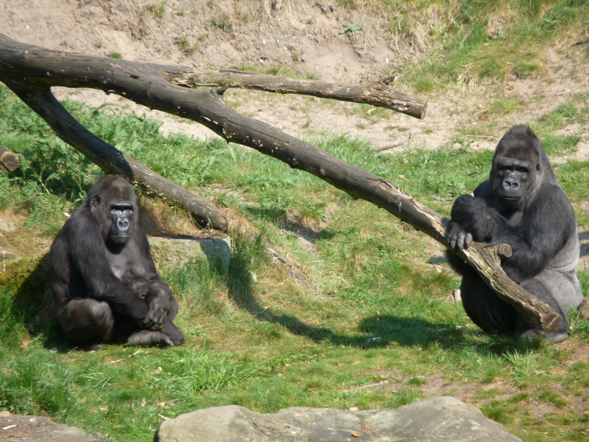 gorilla ape monkey free photo