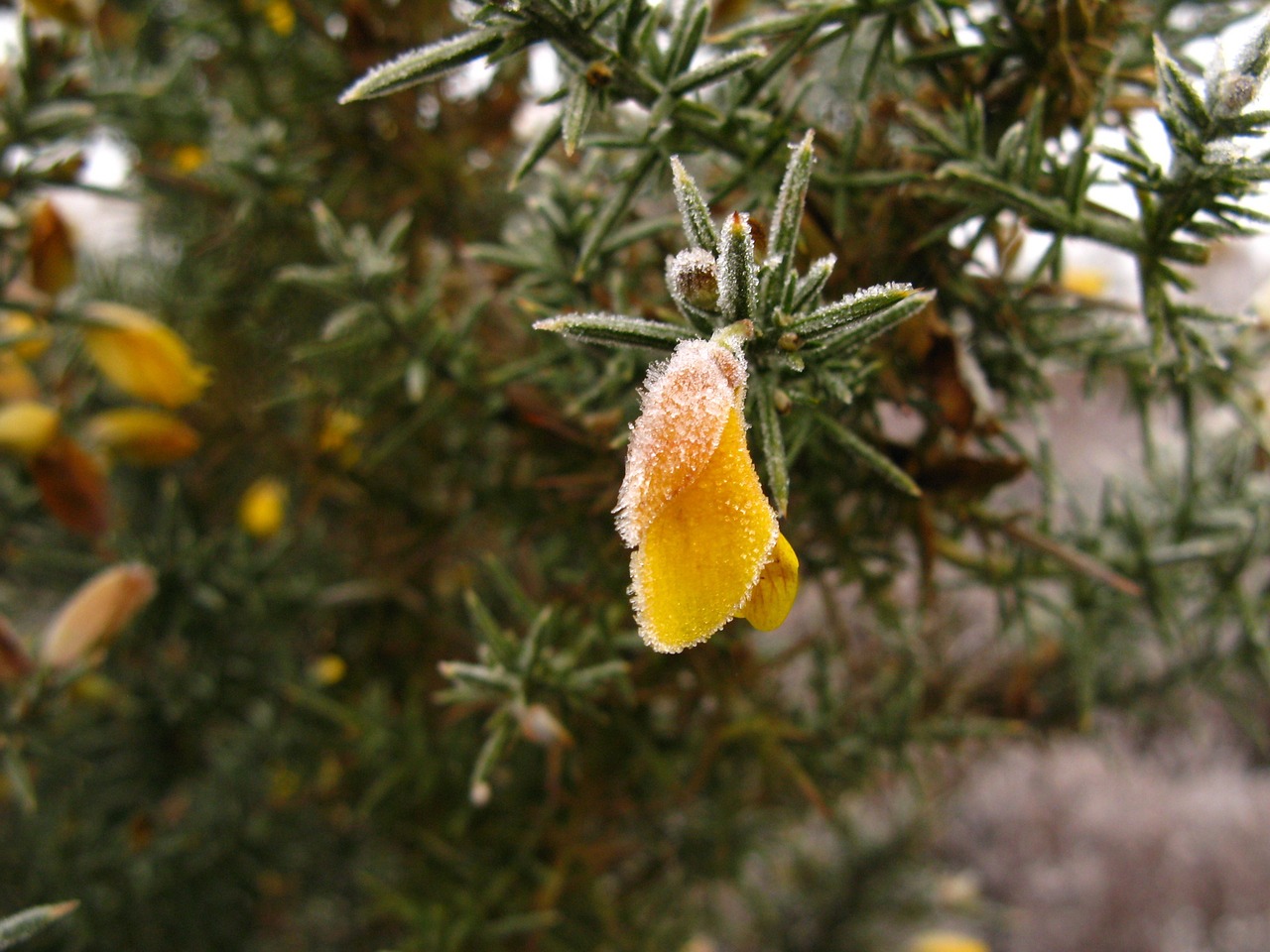 gorse frost flower free photo