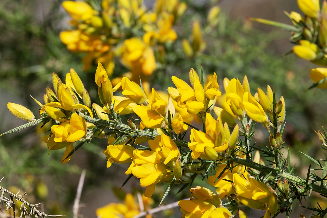 gorse  ulex europaeus  flowers free photo