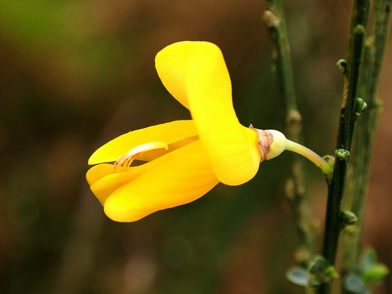 gorse blossom broom blossom free photo