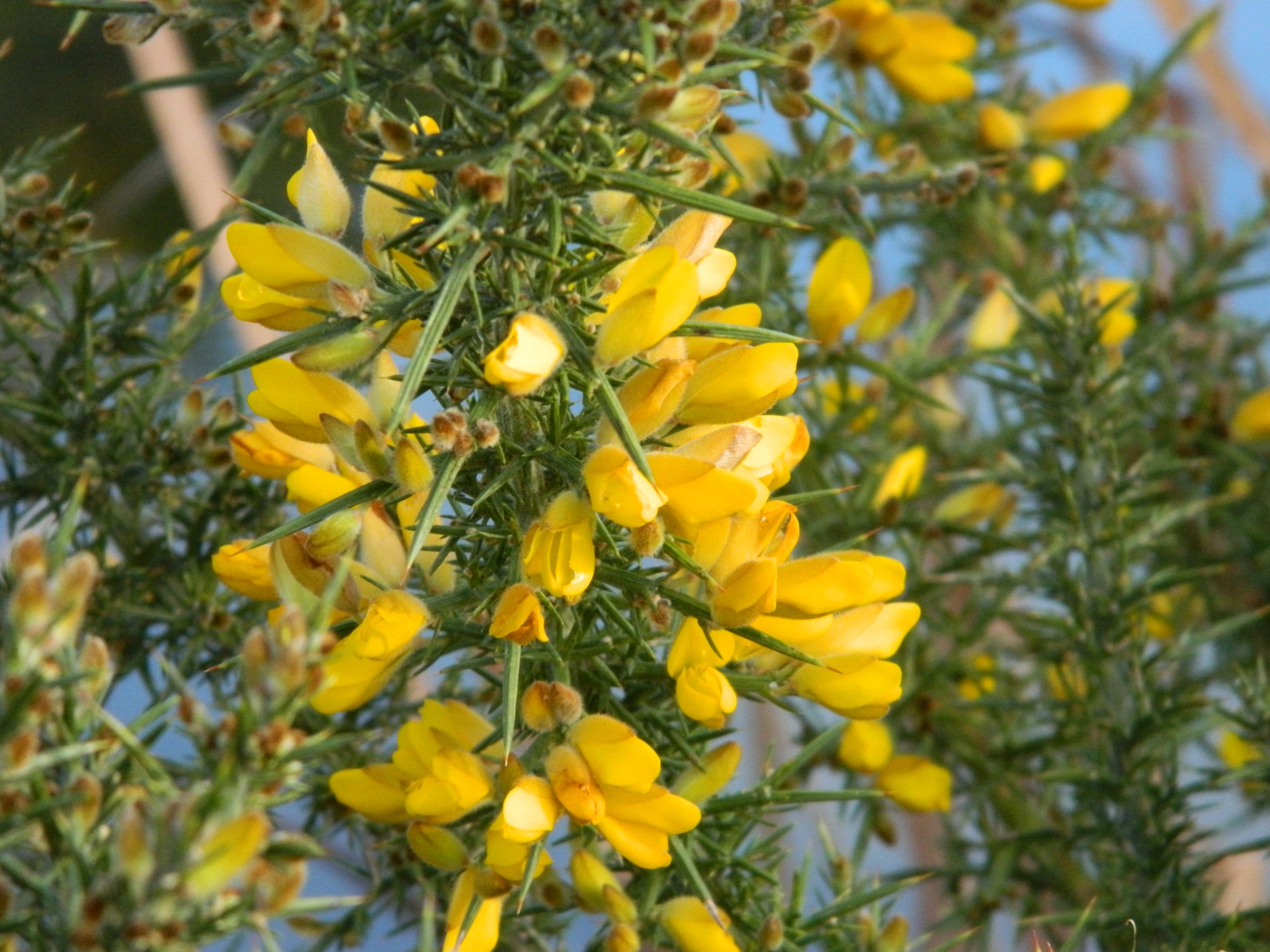 plant nature gorse free photo