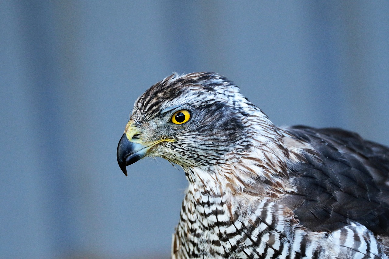 goshawk hawk bird free photo