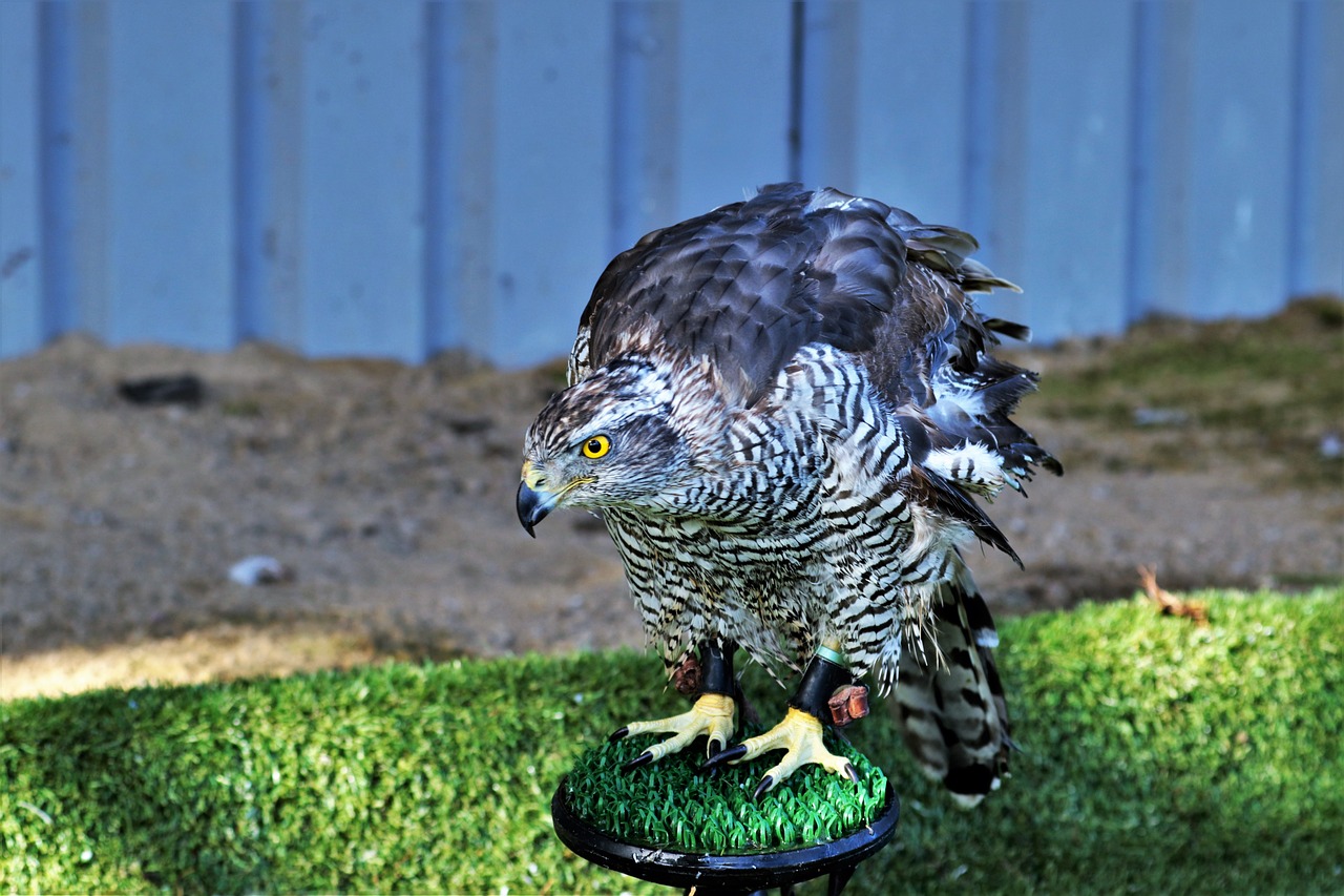 goshawk hawk bird free photo