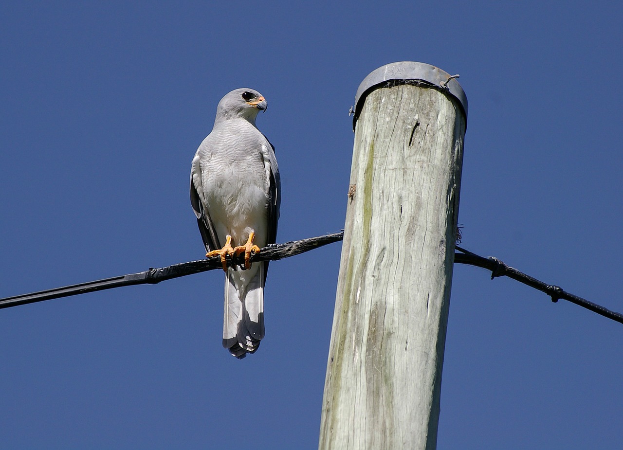 goshawk hawk grey free photo