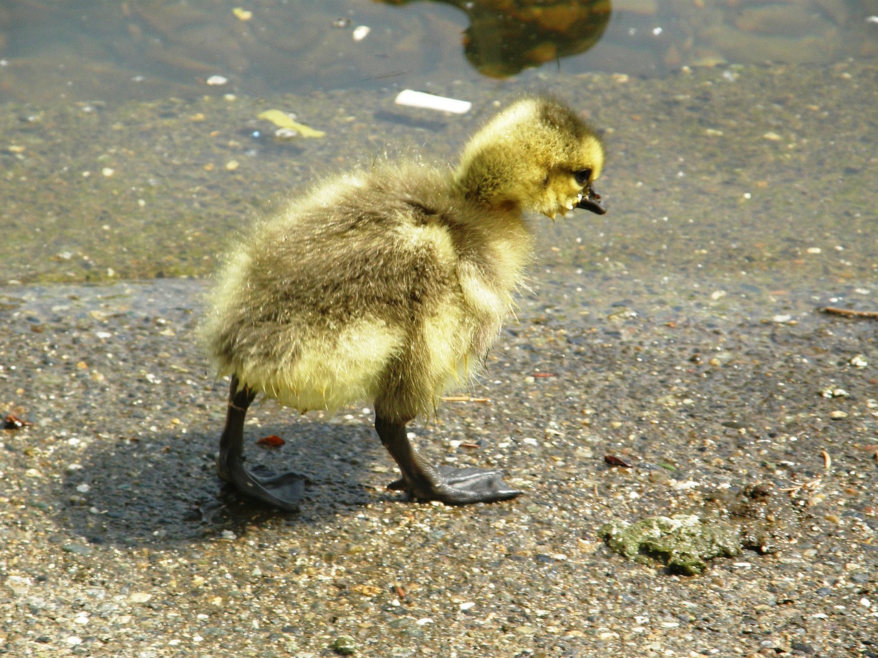 gosling cute bird free photo