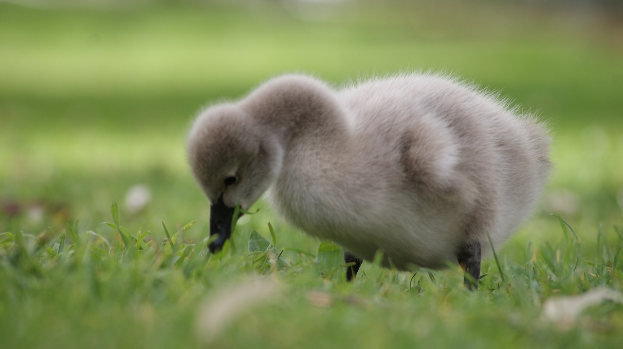 gosling baby swan free photo