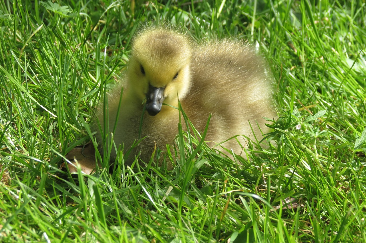 gosling  goose  baby free photo