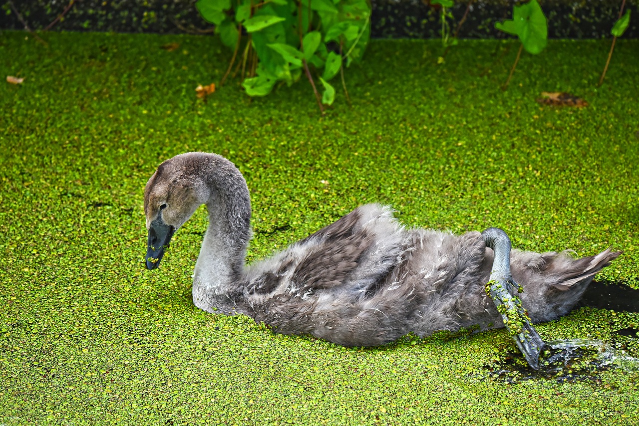 gosling  swan  bird free photo