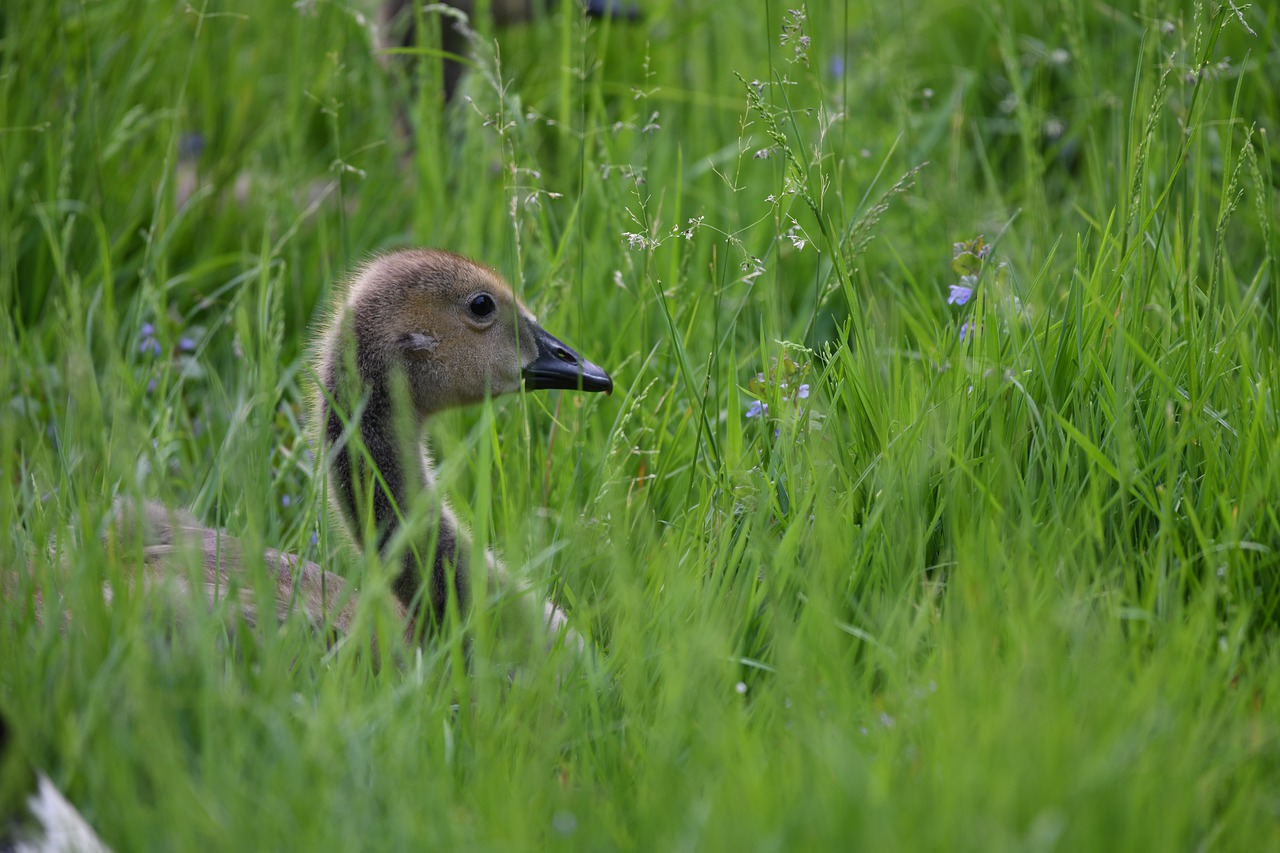 gosling  goose  baby free photo