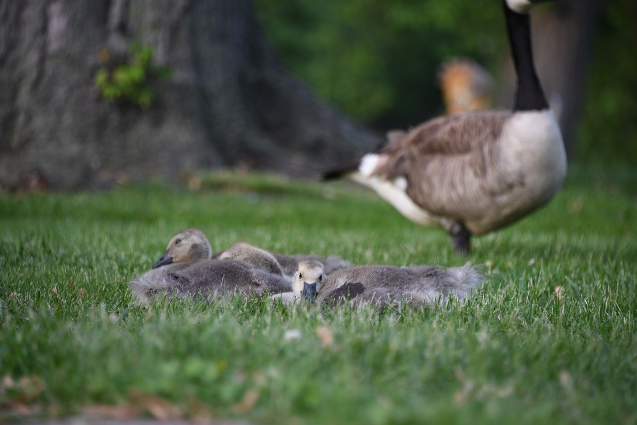 gosling  goose  geese free photo