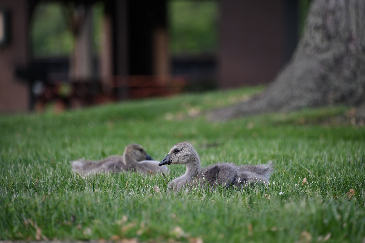 gosling  goose  geese free photo