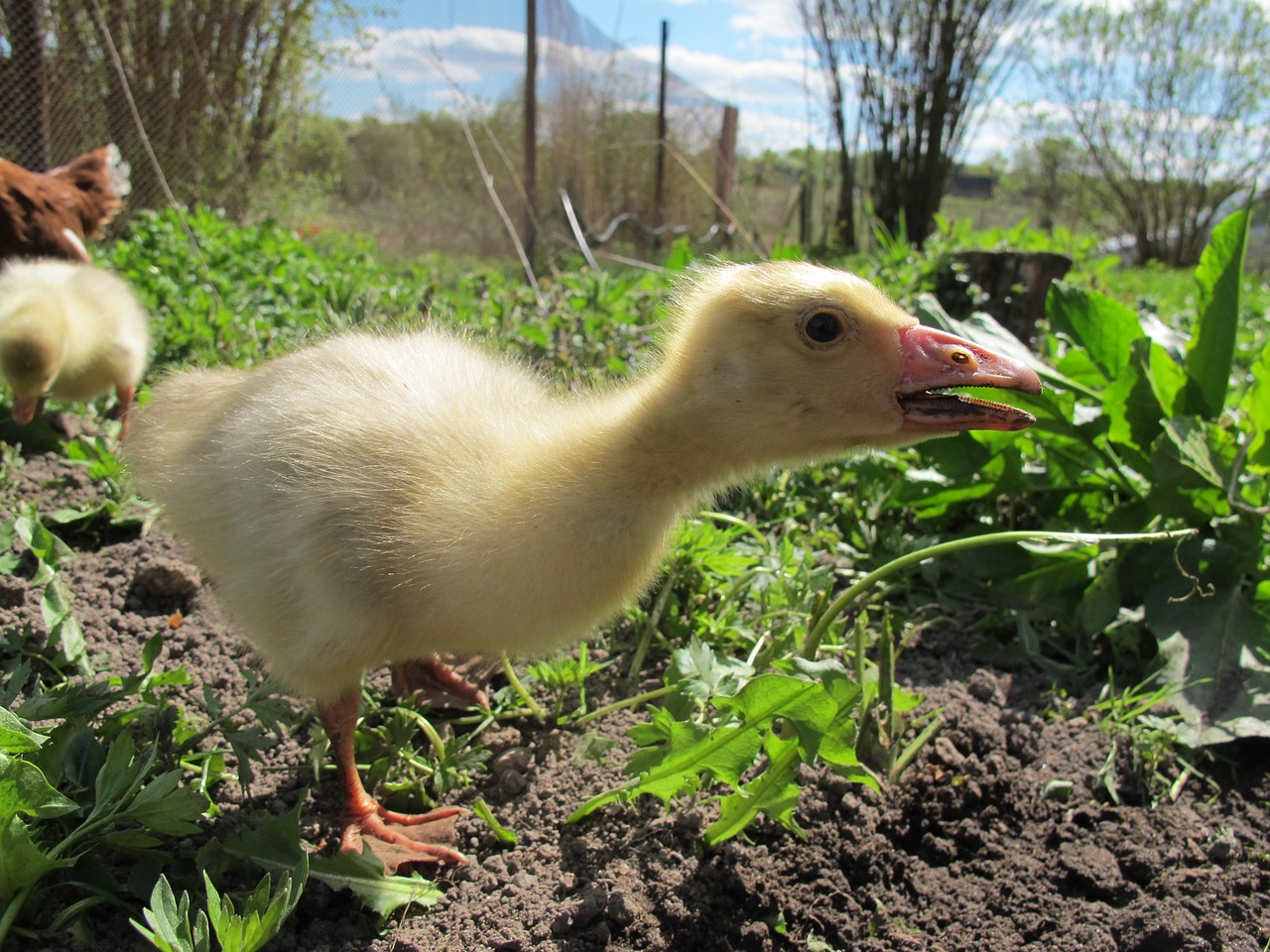 gosling goose village free photo