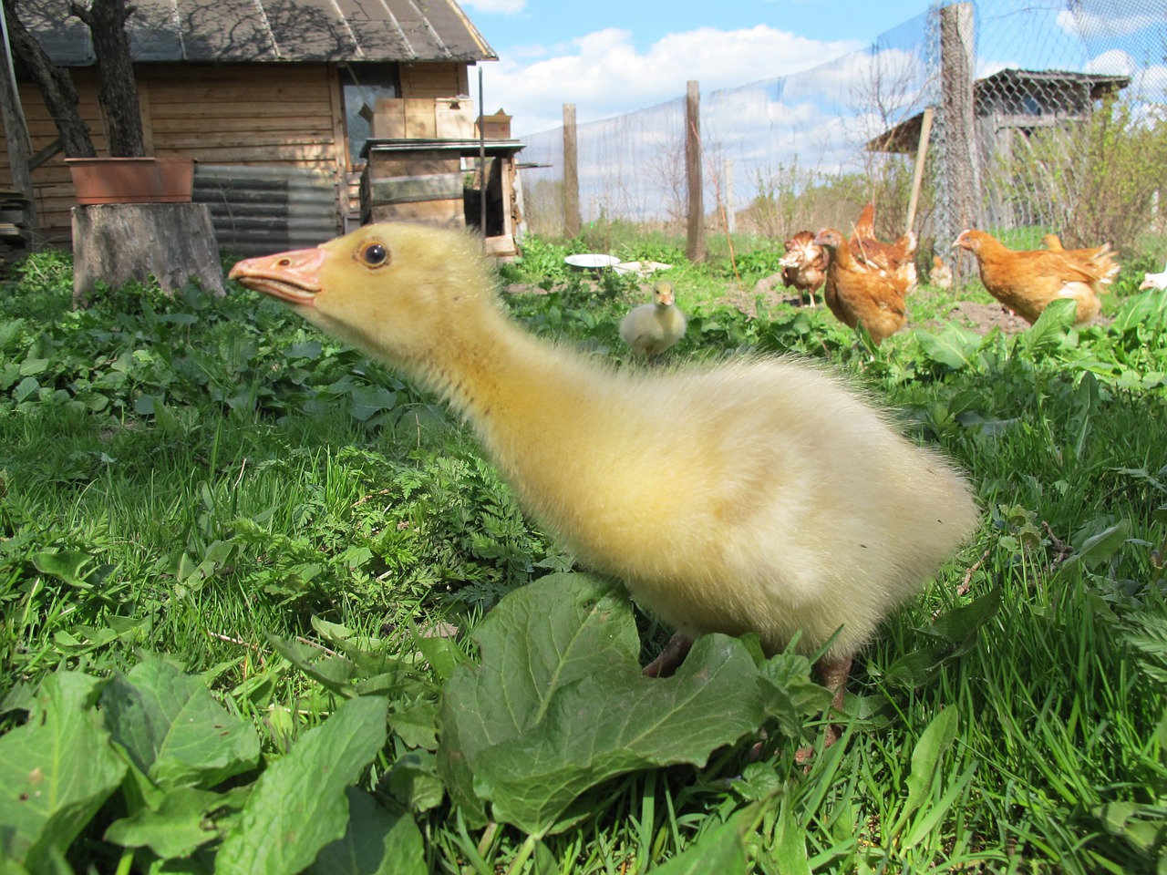 gosling goose village free photo