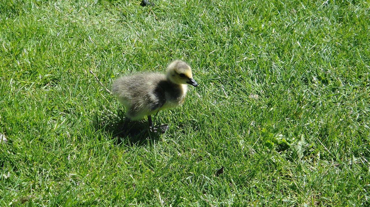 gosling duck chick free photo