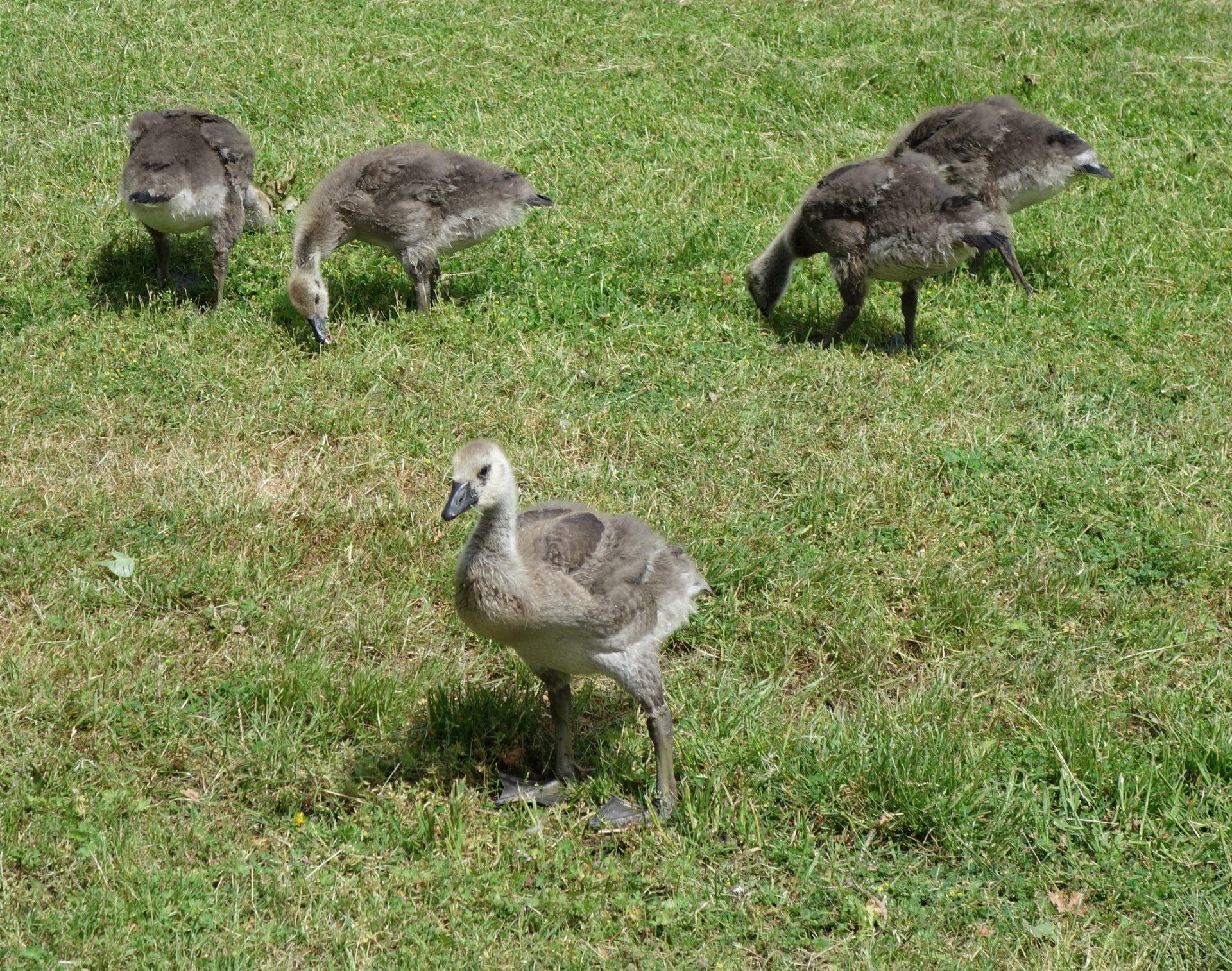 goslings geese nature free photo