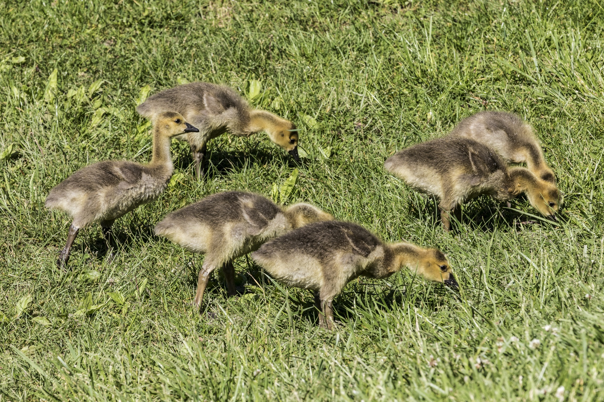 geese goslings animals free photo