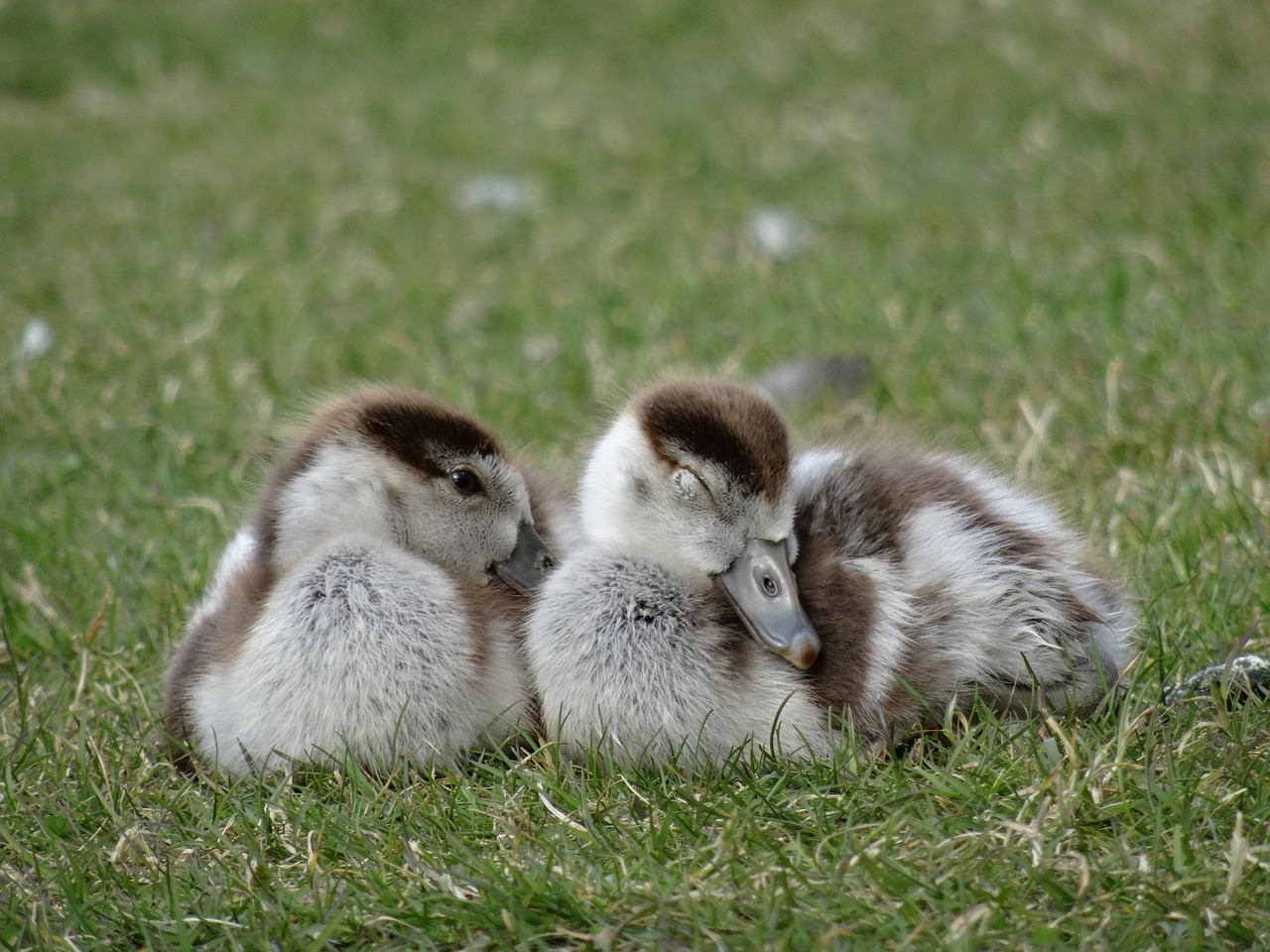 goslings chicks bird free photo