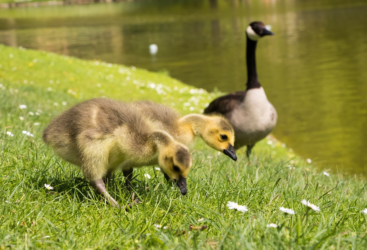 goslings chicks canada geese free photo