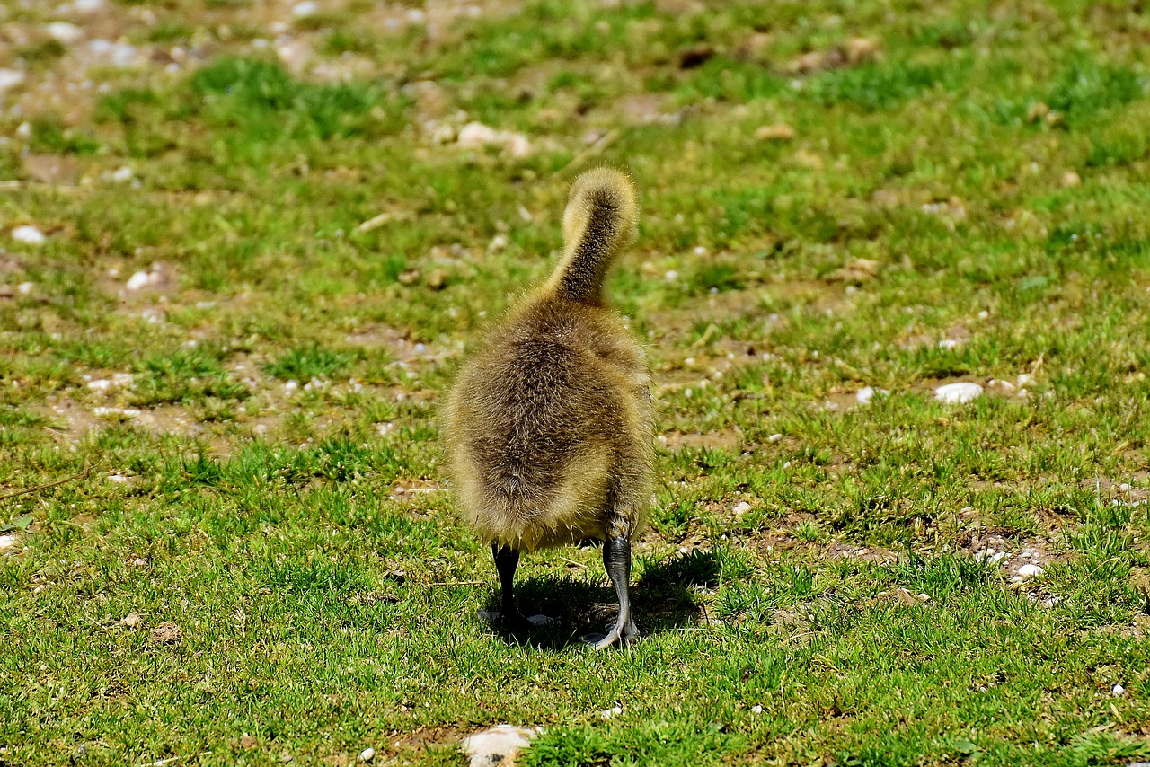 goslings wildlife photography young bird free photo