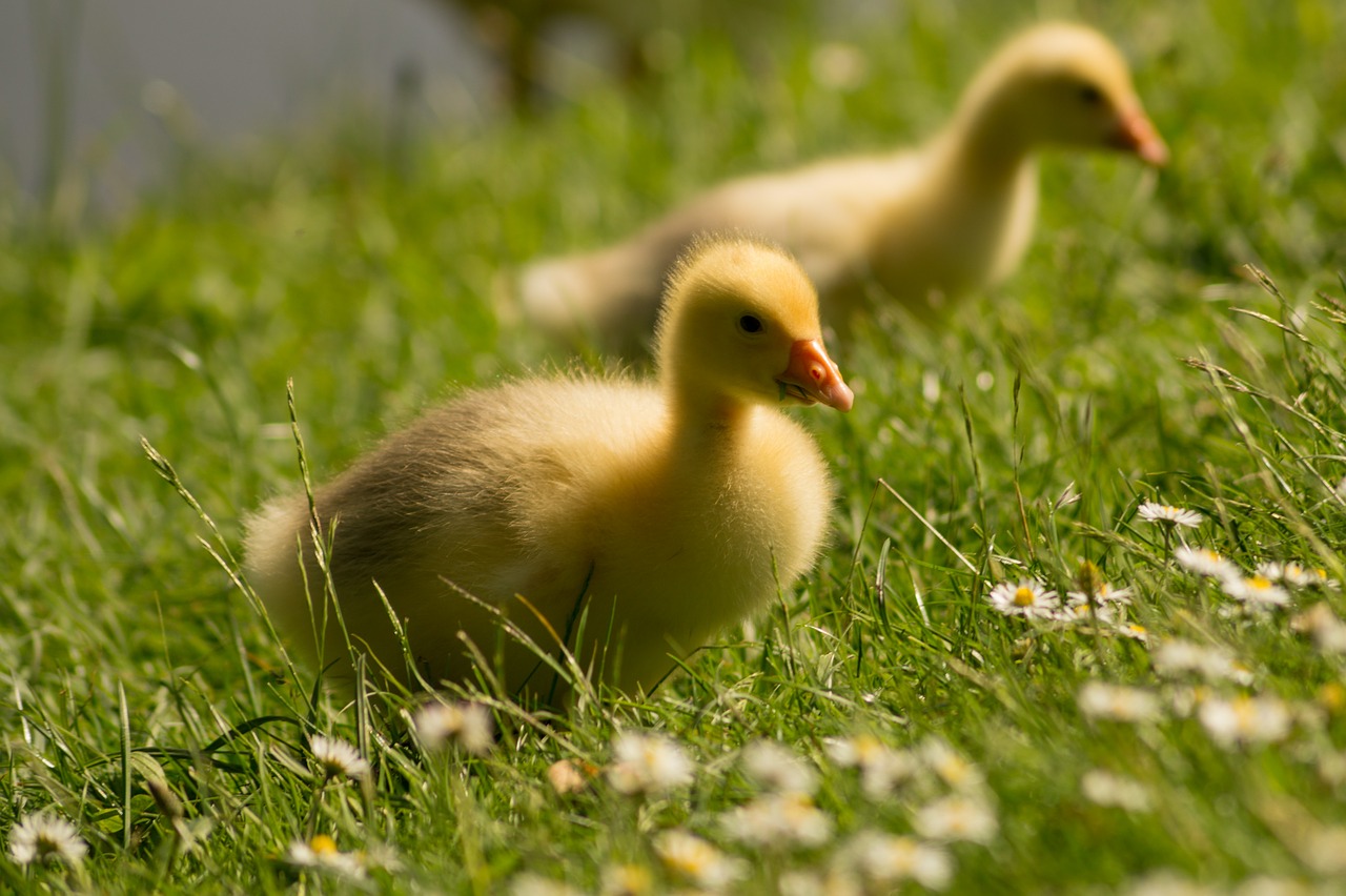 goslings duckling duck free photo