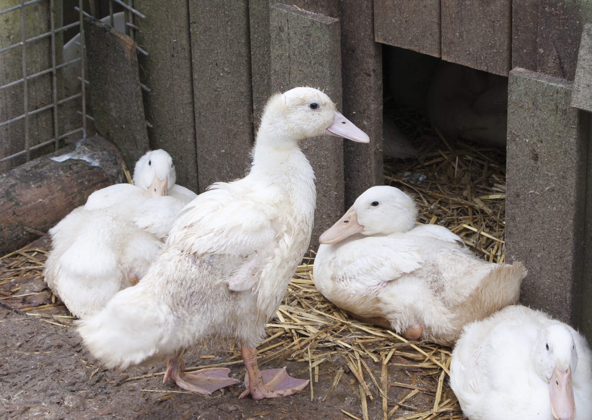 gosling goslings geese free photo