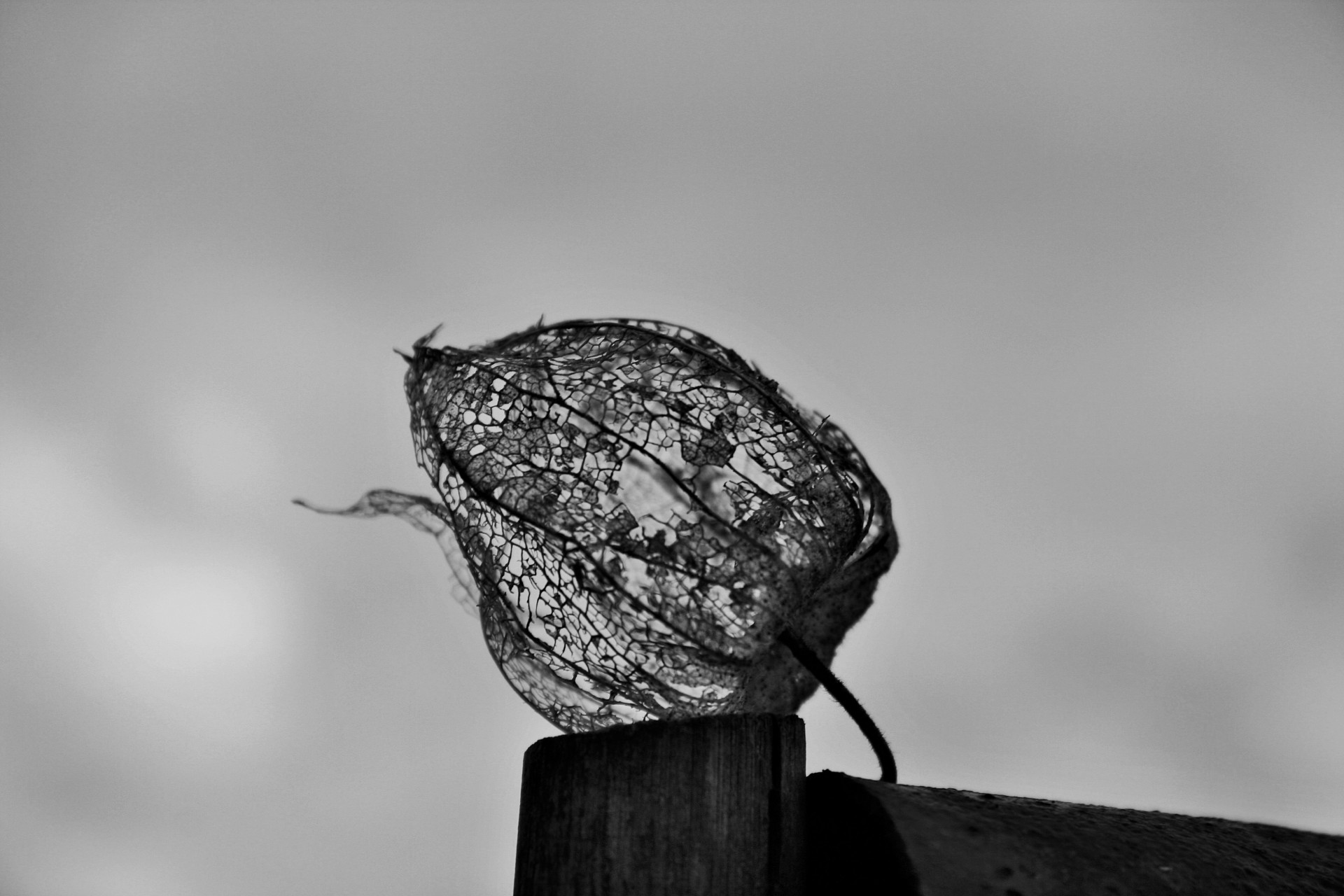 Cape,gooseberry,frayed,decayed,b&w - free image from needpix.com