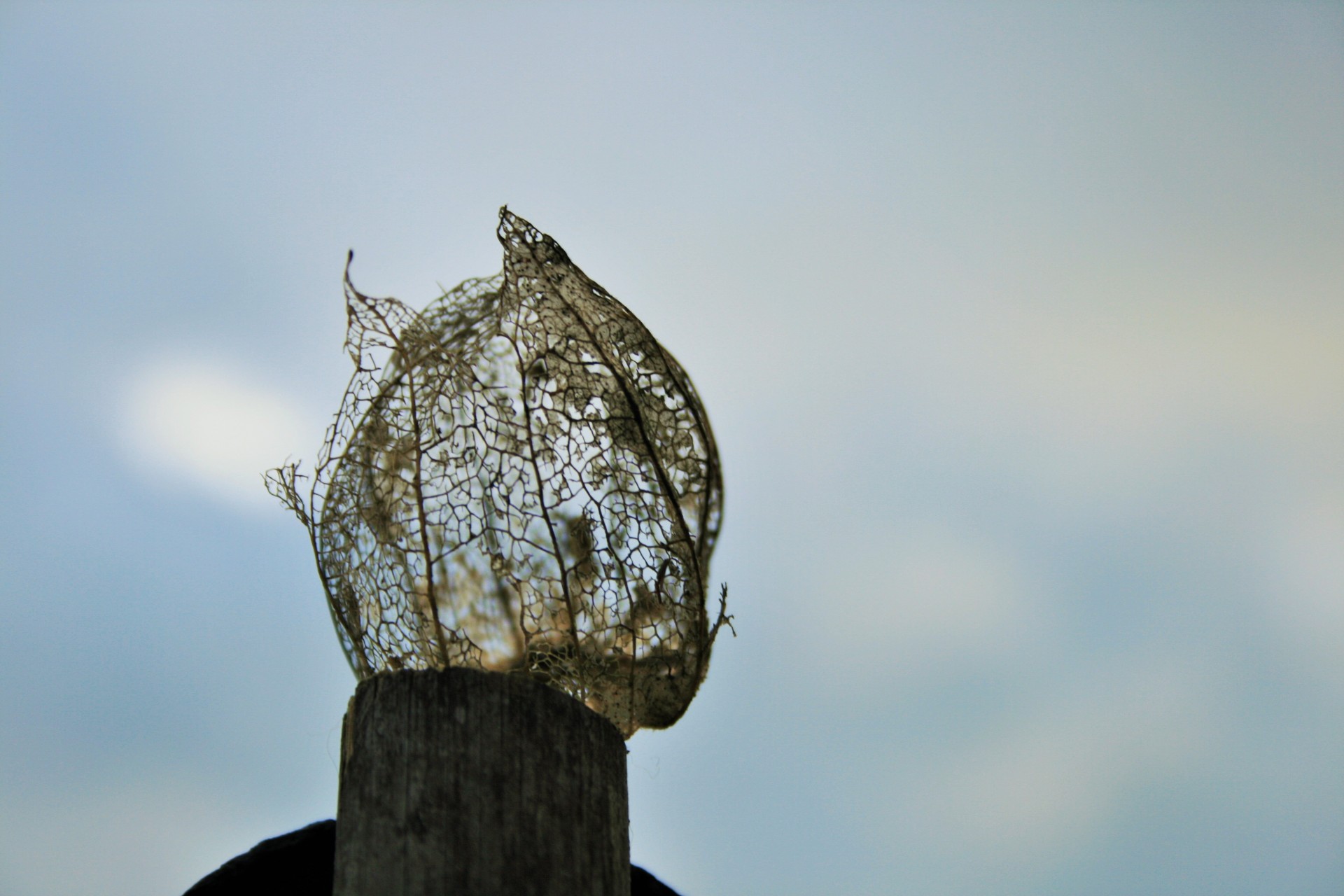 gooseberry cape dry free photo