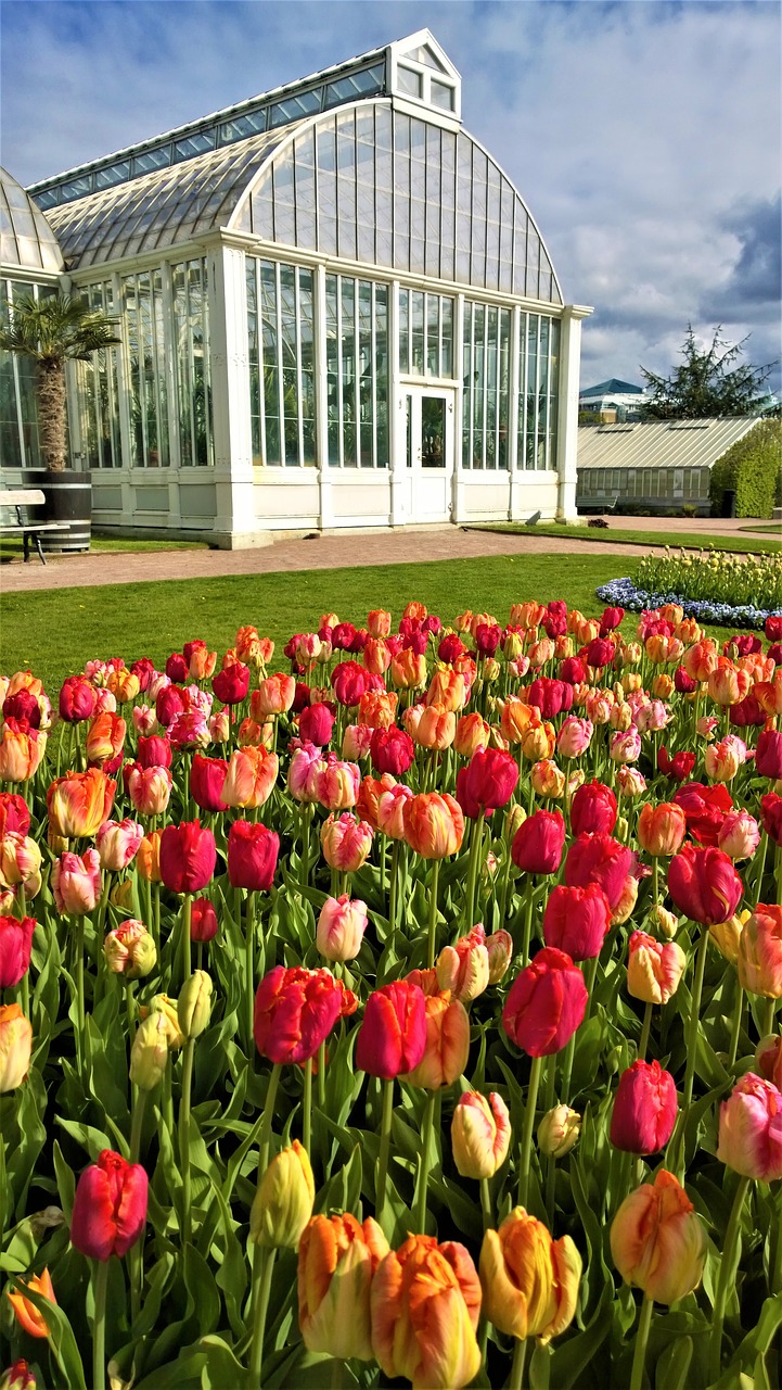 gothenburg the garden society of gothenburg the palm house free photo