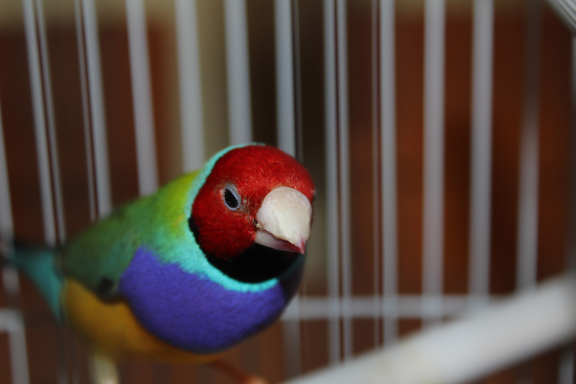 bird gouldian rainbow free photo